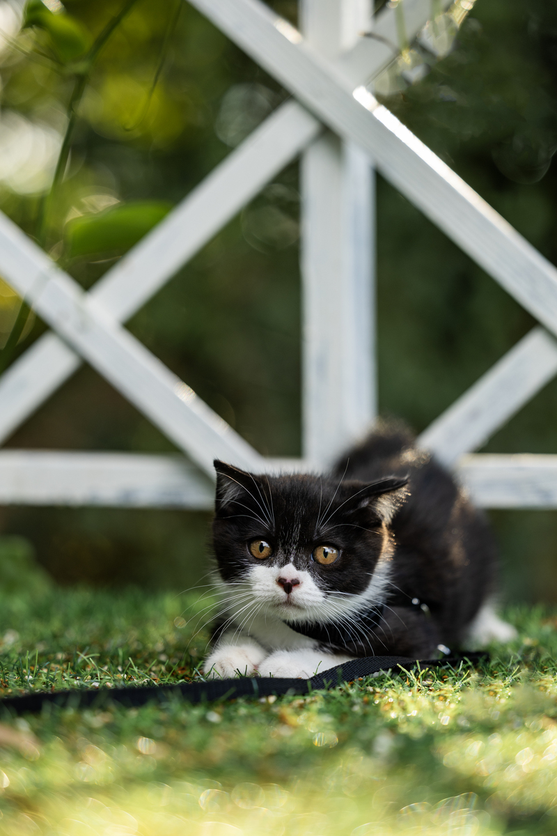 黑色猫咪，绿色眼睛，鼻子有白色条纹：是什么品种？