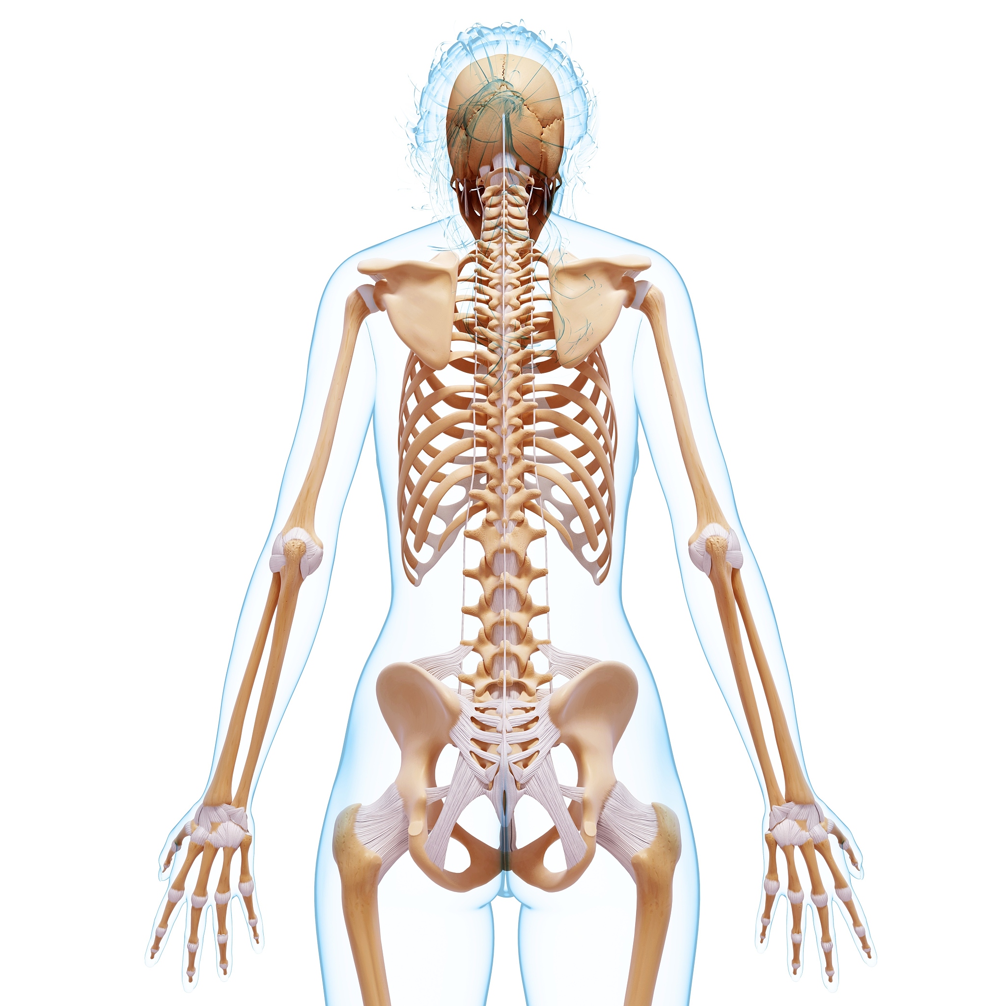 人体骨骼结构详解：从骨盆到腹腔 | middle_pip