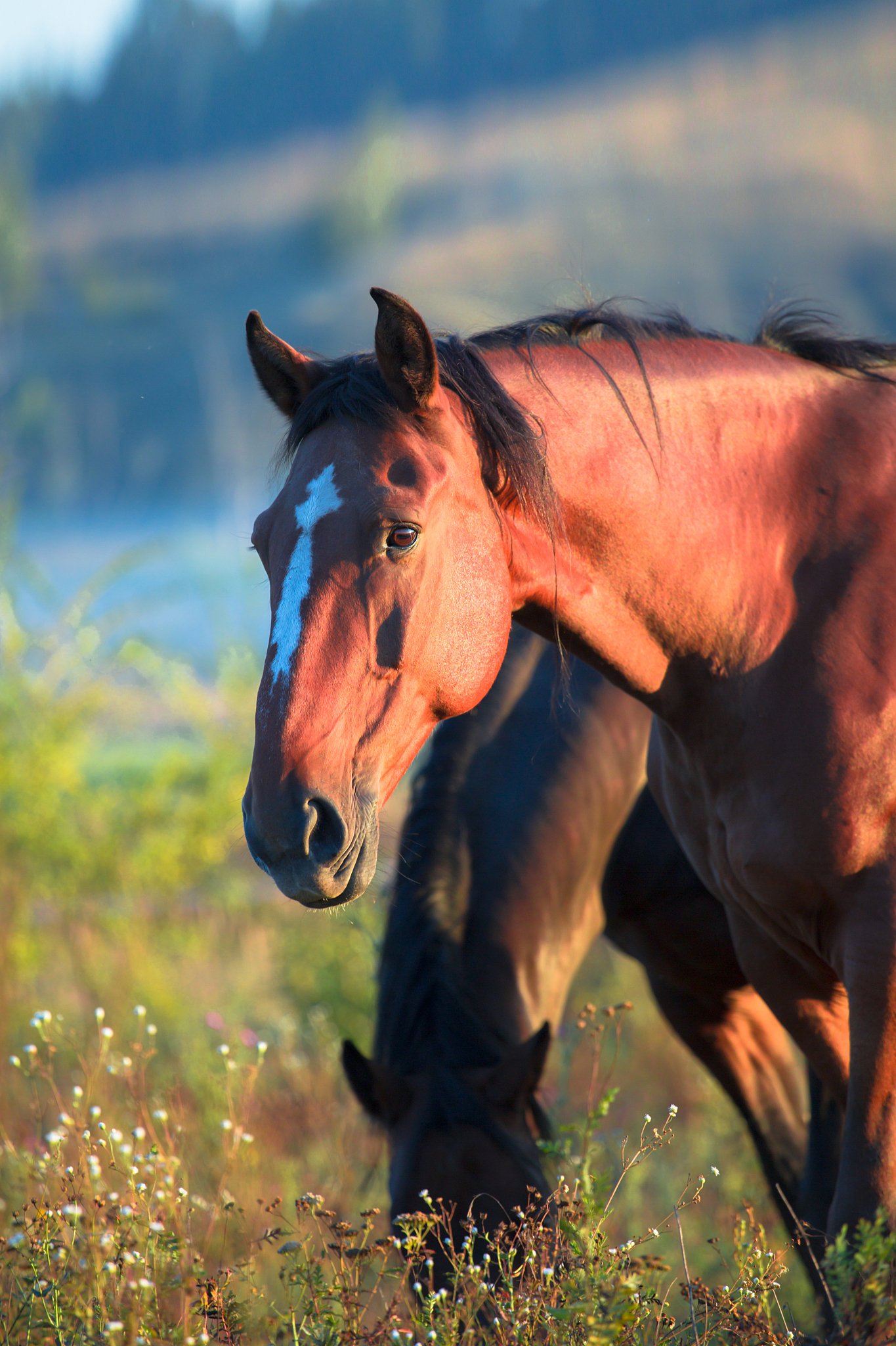 horse