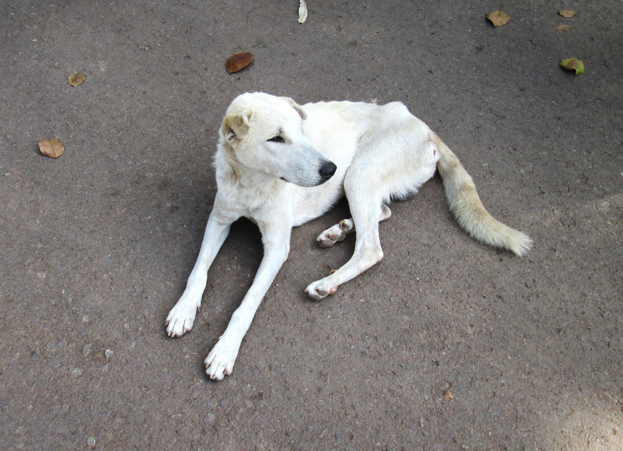 狗狗最后的时光：如何给予爱犬最后的关怀与尊重