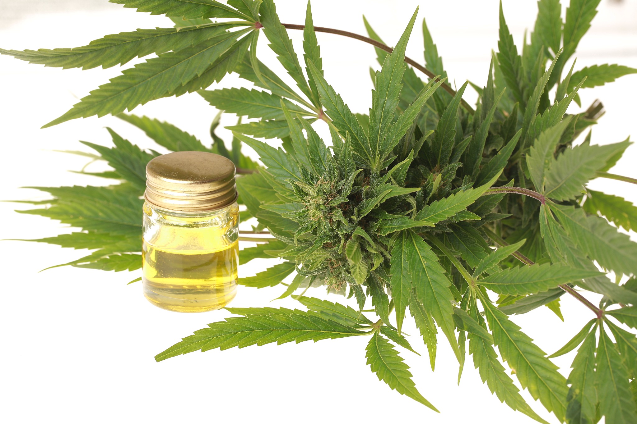 用以下内容帮我写一个宣传文章【产品名称】内皮细胞抗因油净含量195g065g粒 X 10粒板X3板盒配料 内容物欧洲山松针叶油、水飞蓟籽油、黑加仑油、文冠果油外皮明胶、山梨糖醇液、甘油、水产品标准代号SBT 10021食品生产许可证编号SC11337010500811保质期 24个月生产日期见喷码贮藏方法阴凉、干燥、通风处、常温存放食用方法每日1次每次1 -2粒不适宜人群婴幼不宜食用委托方北京柏寿