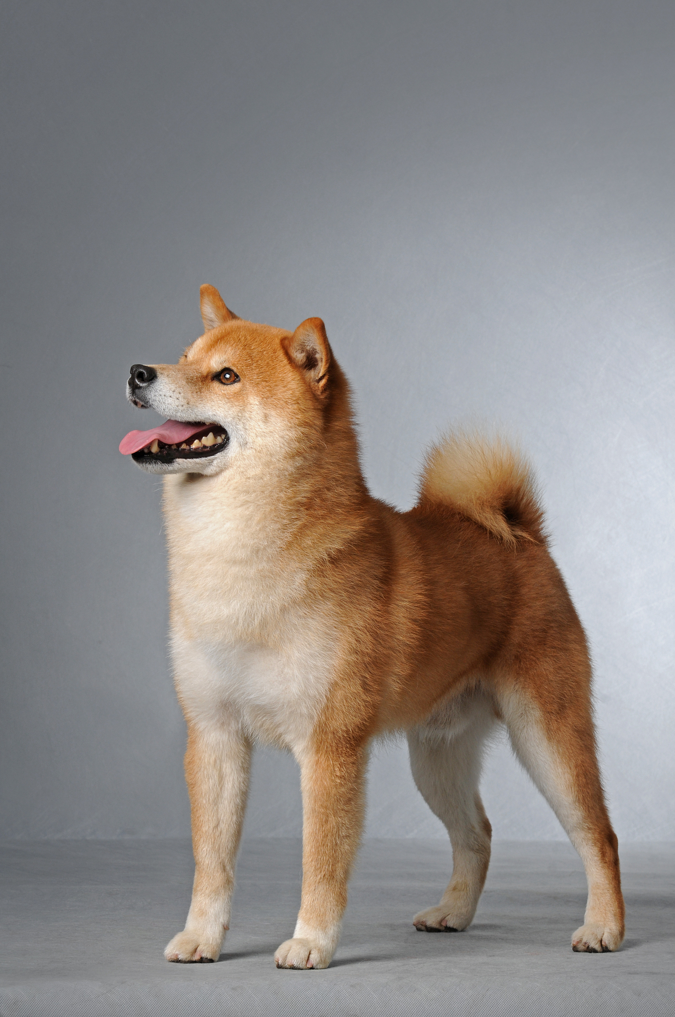 柴犬：日本最受歡迎的家庭犬種