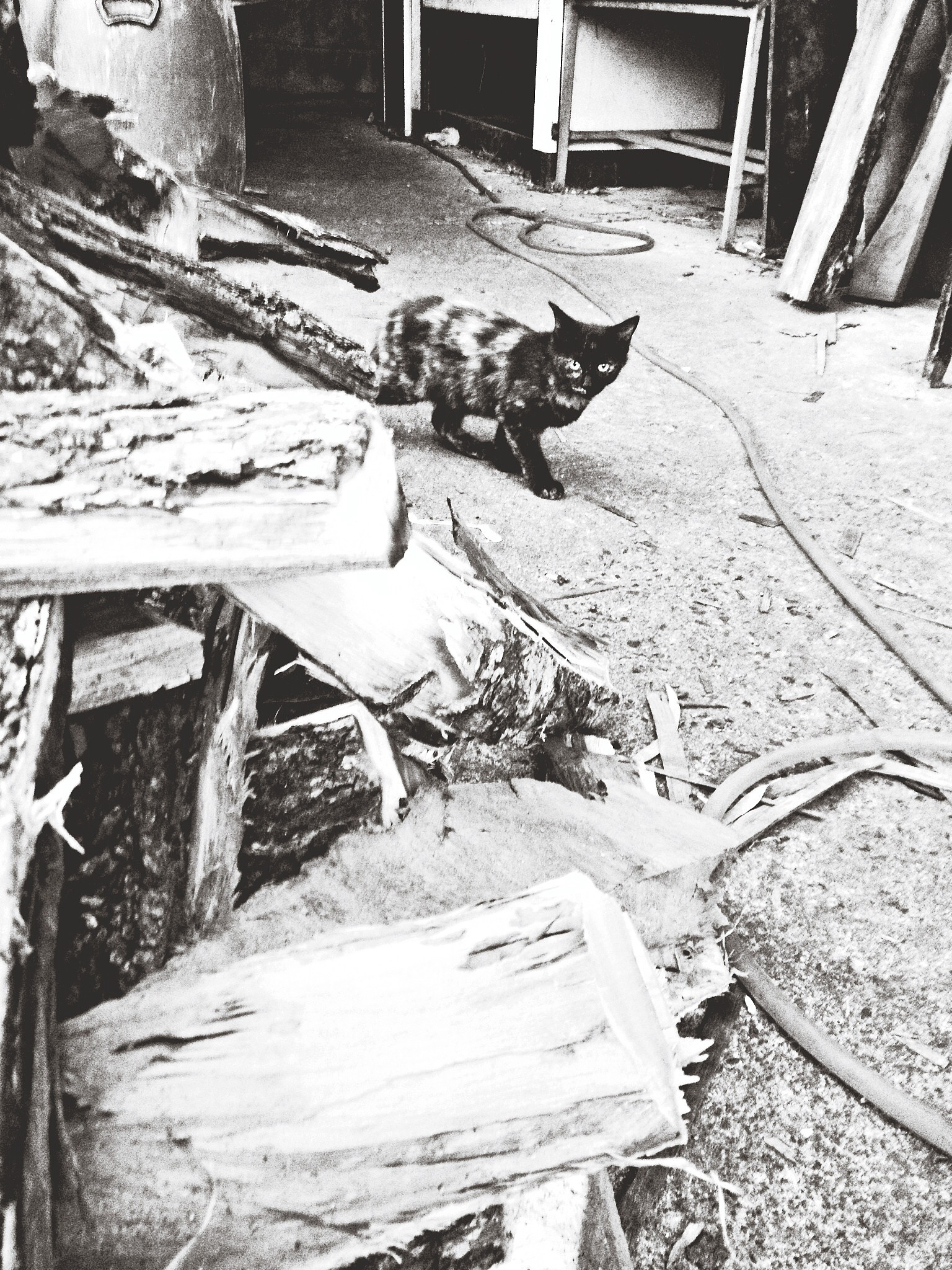 cat walking by woodpile on street