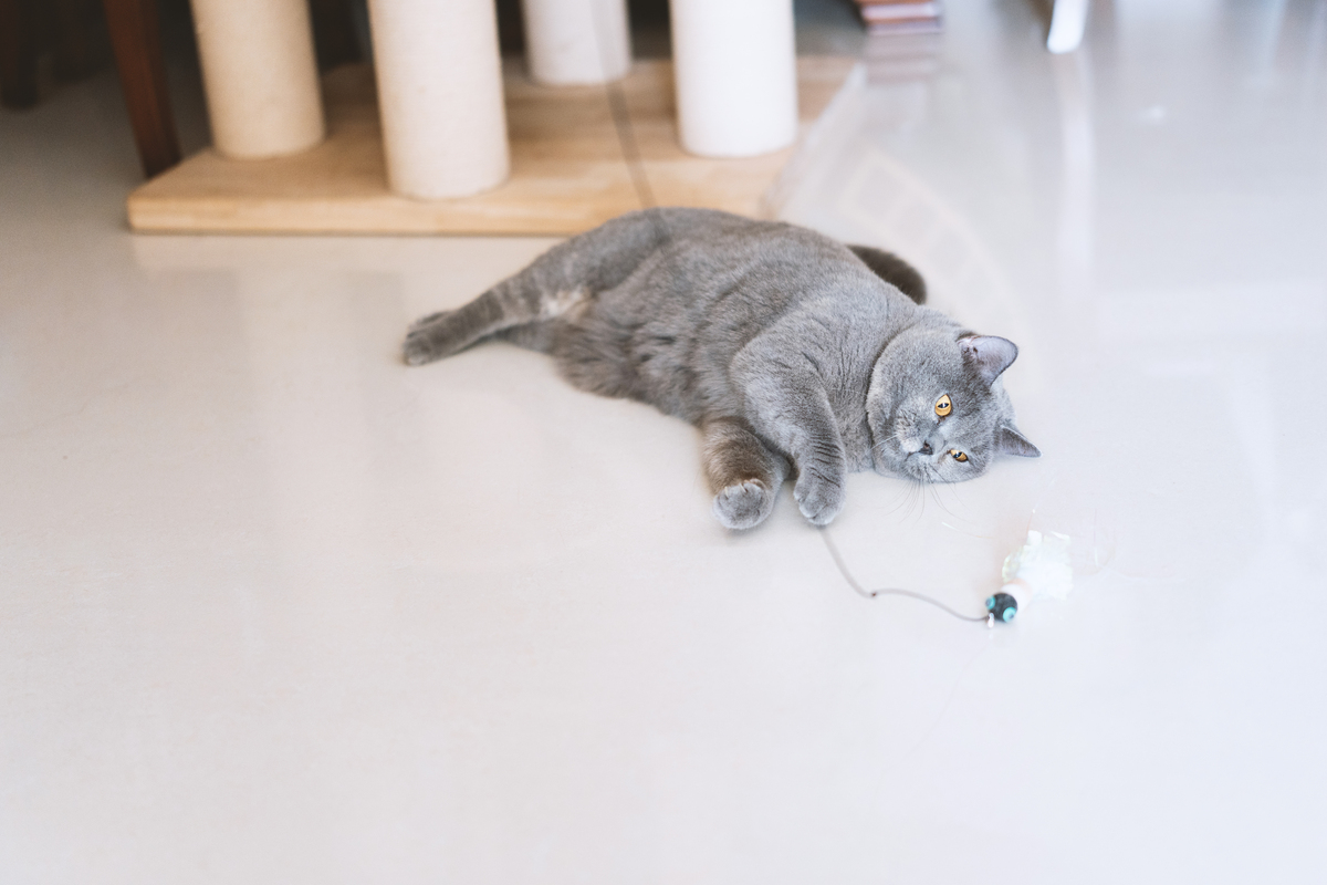 萌猫日常！两只猫咪旺财和喜来的一天 | 宠物女主人vlog