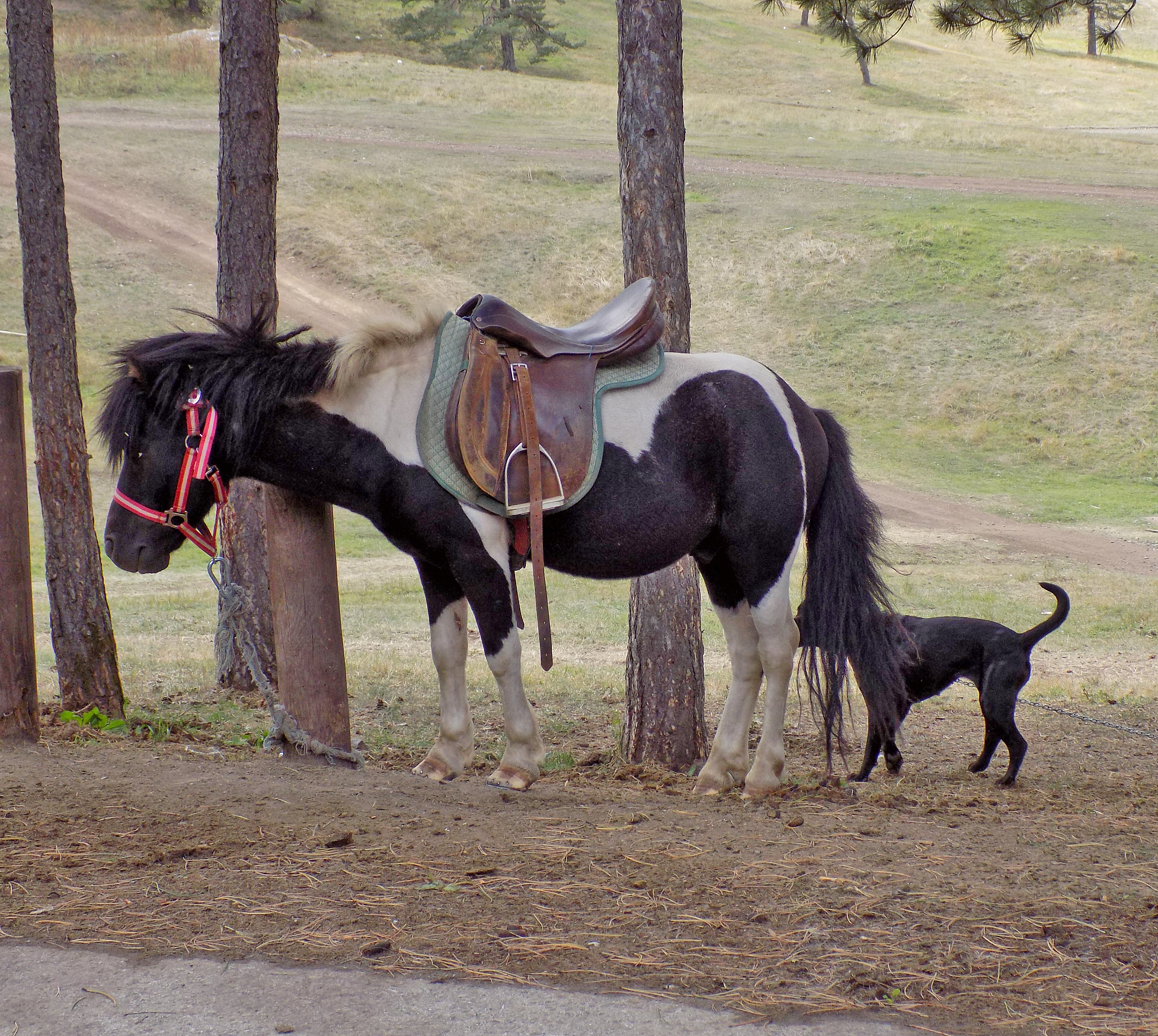 colorful pony tied to a tree trunk, with a black dog who keep ey