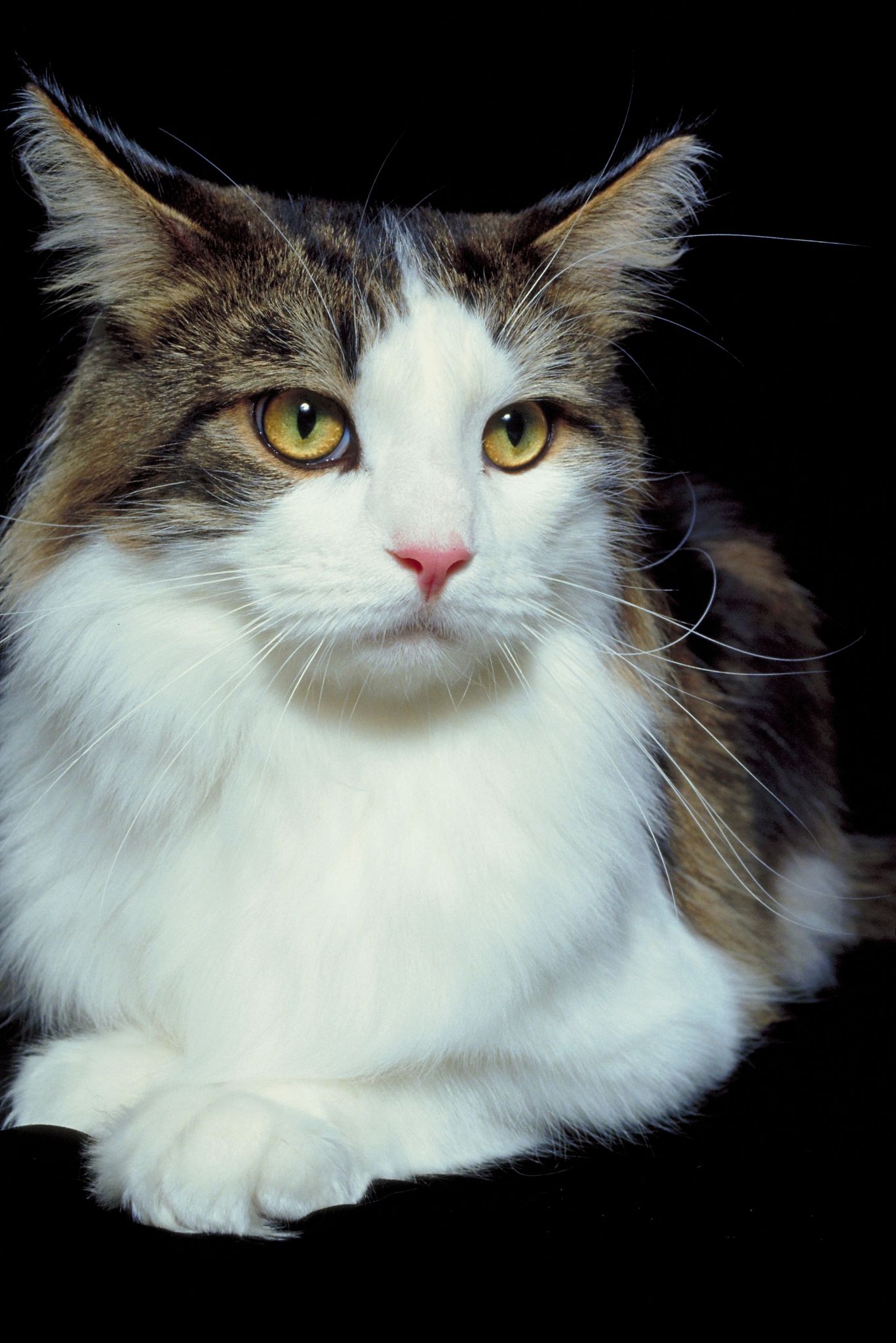 有什么免费软件可以在电脑桌面上养个宠物