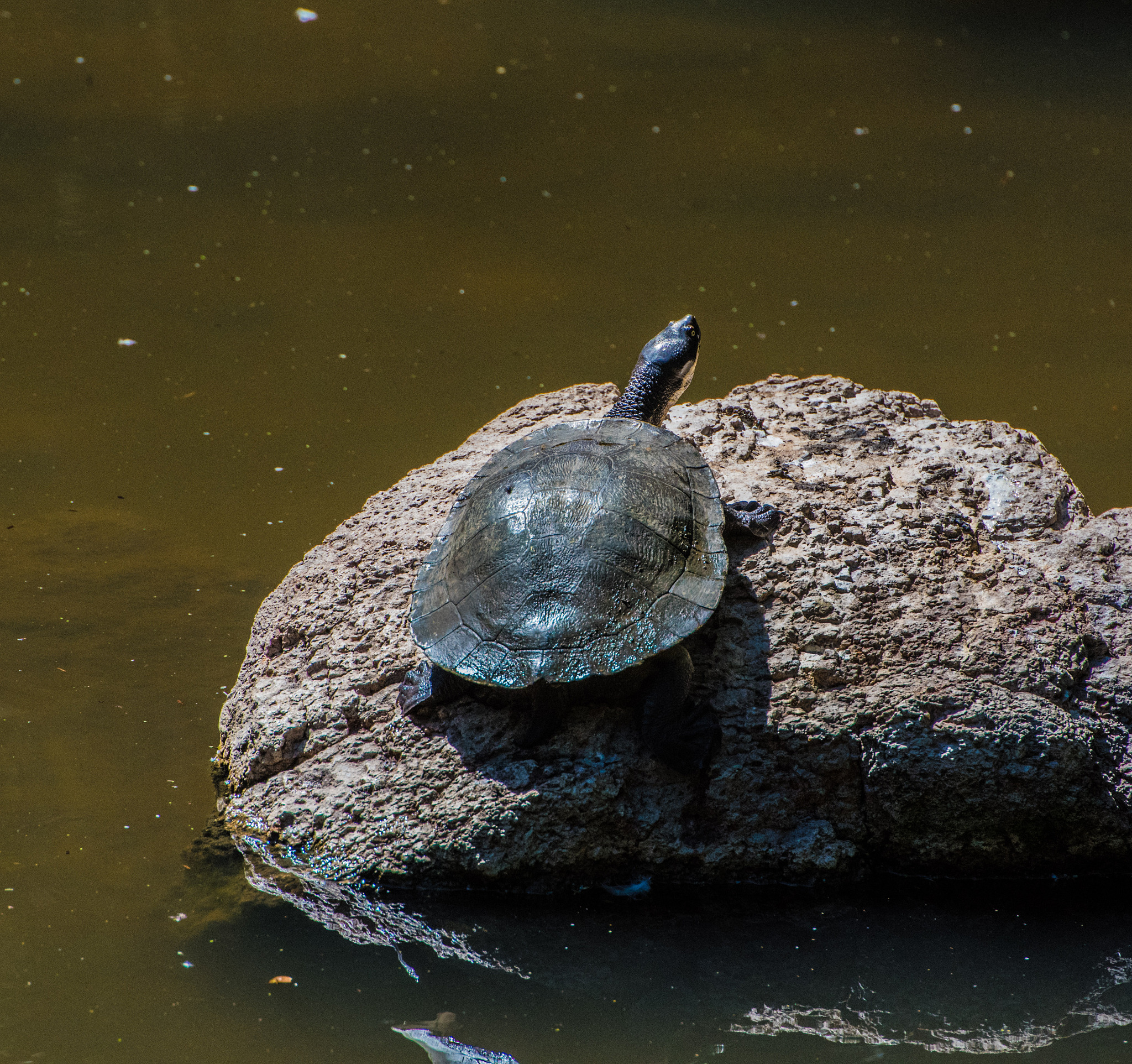 有没有描述动物生活悠闲的文案