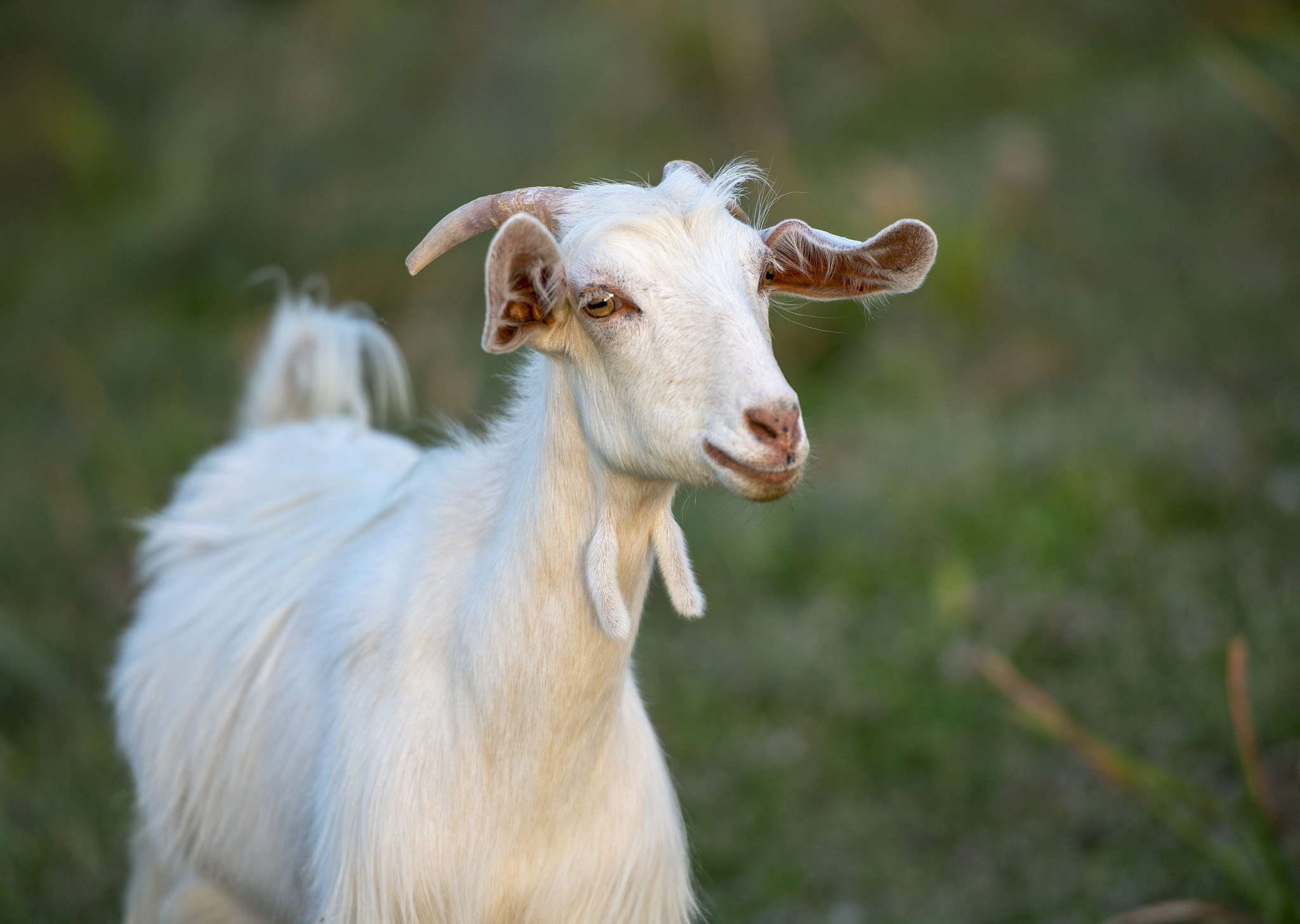 goat in a field