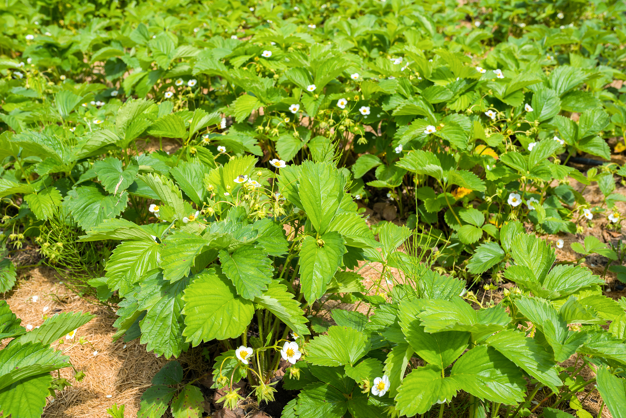 strawberry plant blooms in the garden in sunny day. strawberry b