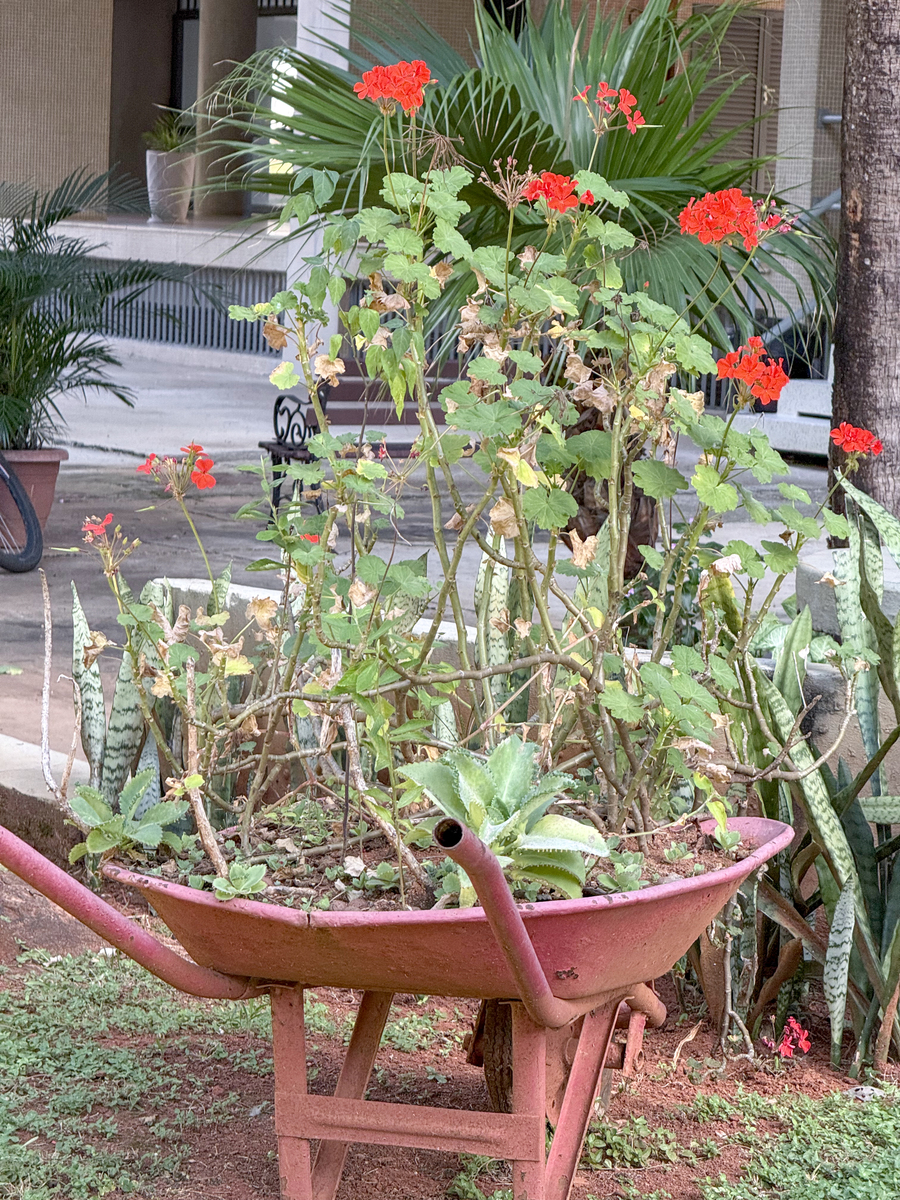 蟹爪兰几月份开花？需要施肥吗400字