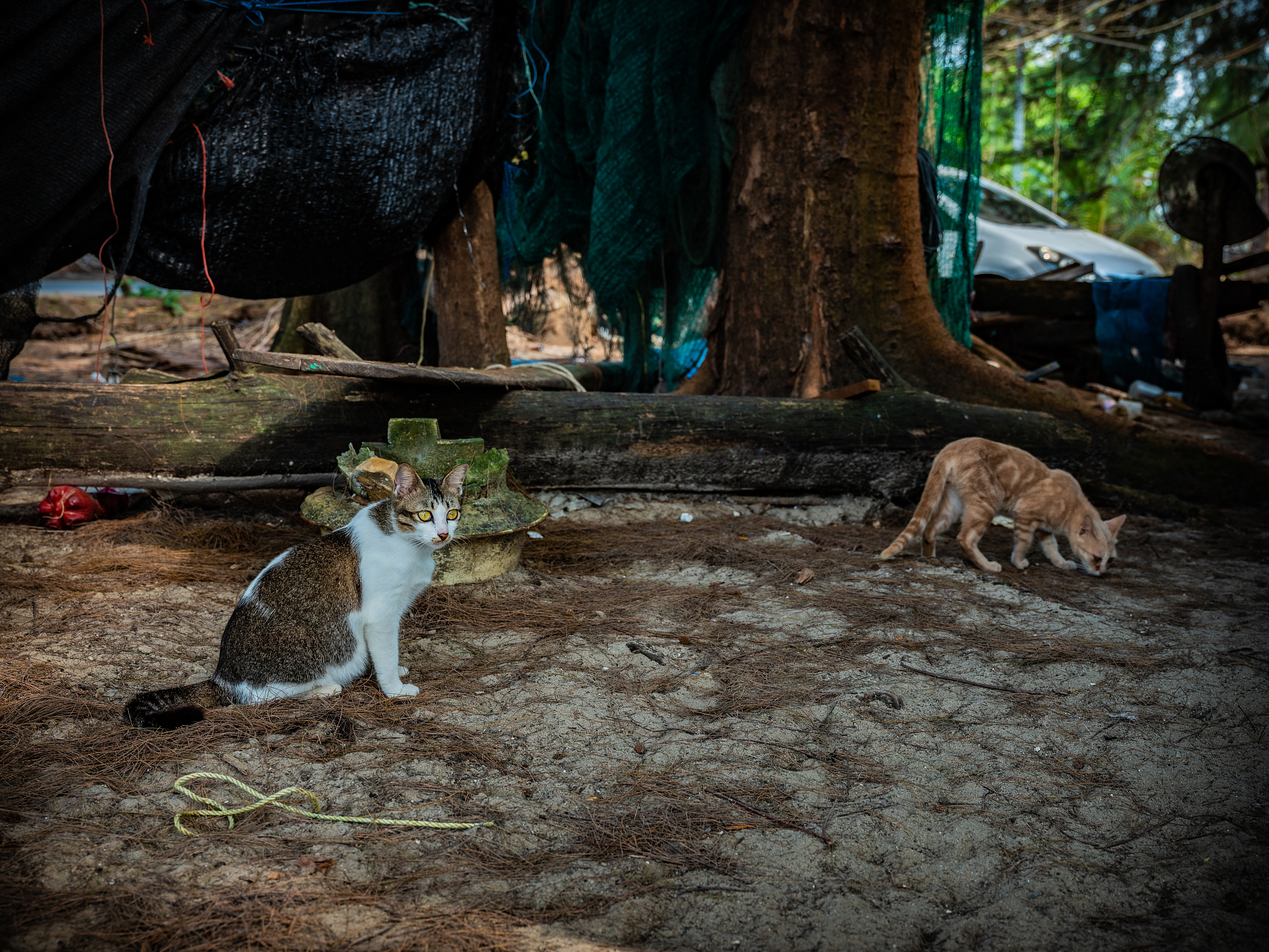 Ori and the Will of the Wisps: Green Stone Pillars Guide