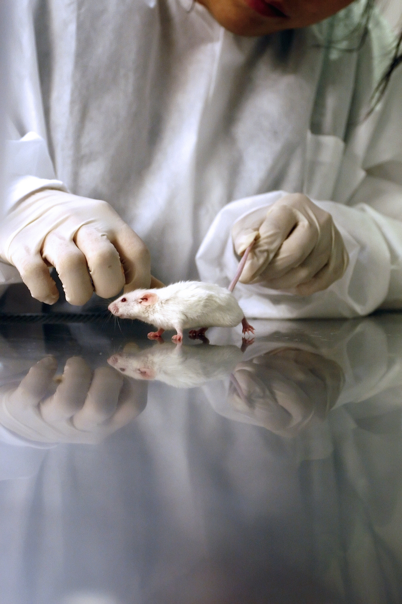 实验动物显微手术技术：应用于科学研究的精准工具