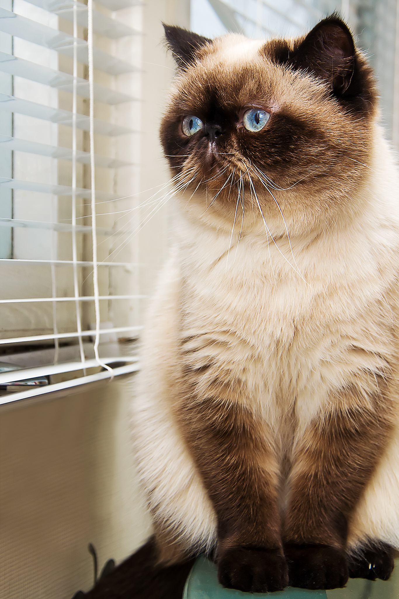 cat sitting near window blinds