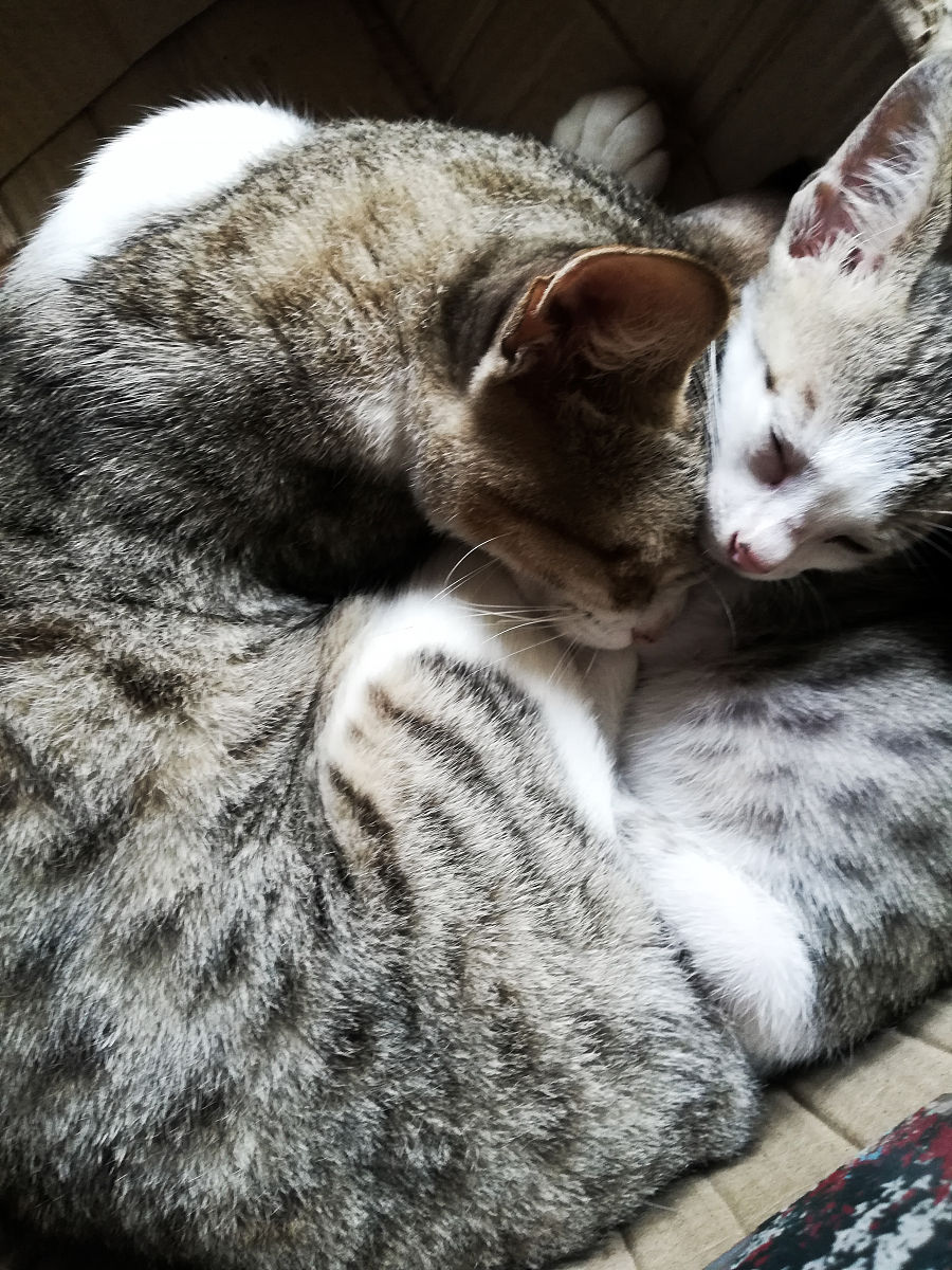 猫咪对主人的爱：'喜欢喵，最喜欢主人了喵~ '