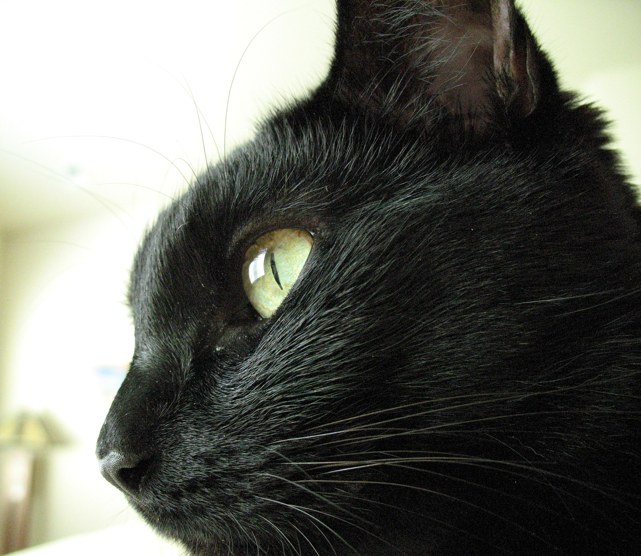 我的猫咪煤球：一只可爱的黑色小猫