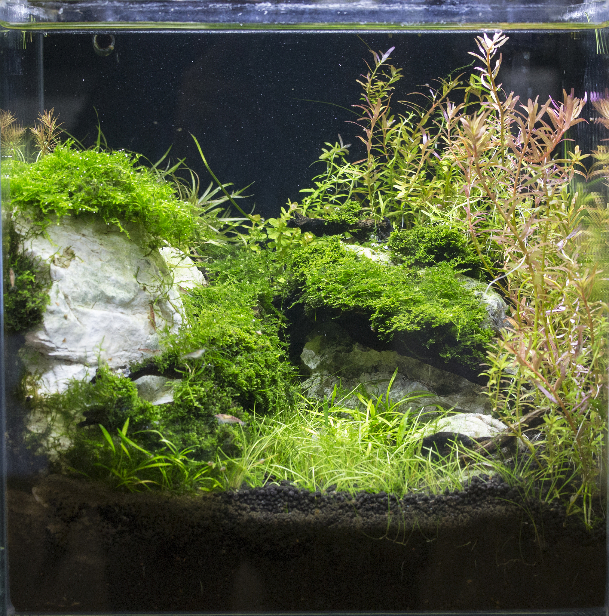 水草蜈蚣草种植指南：从选购到养护全攻略