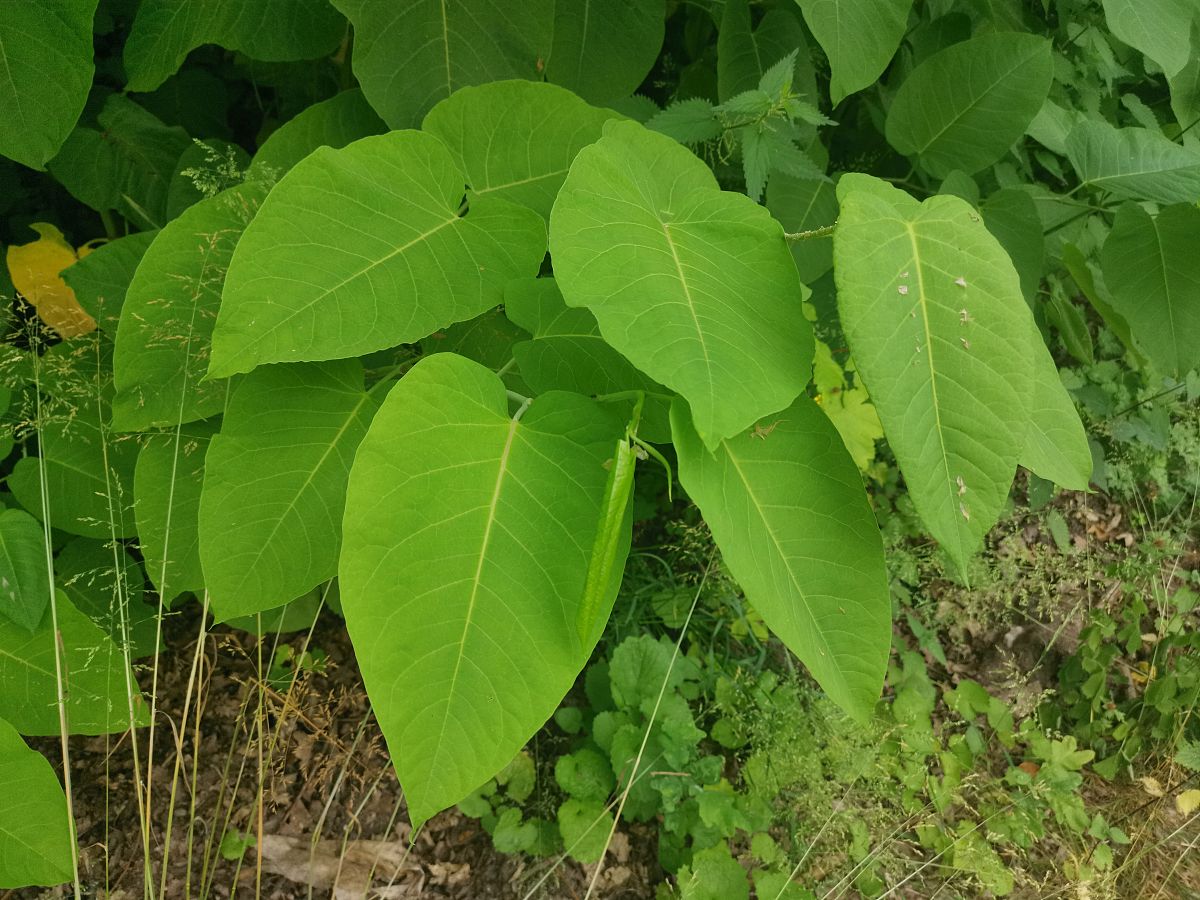 绿色的菩提树,夏天结果