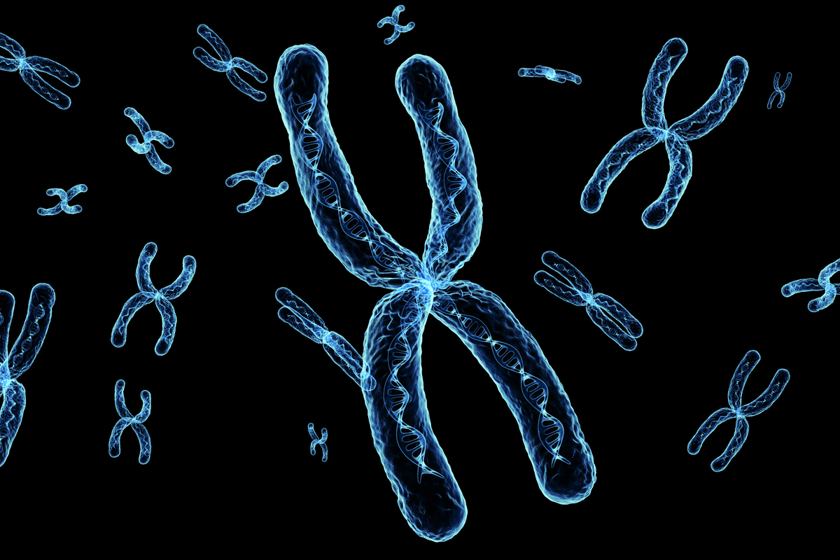 生男生女谁说了算？揭秘性别决定秘密
