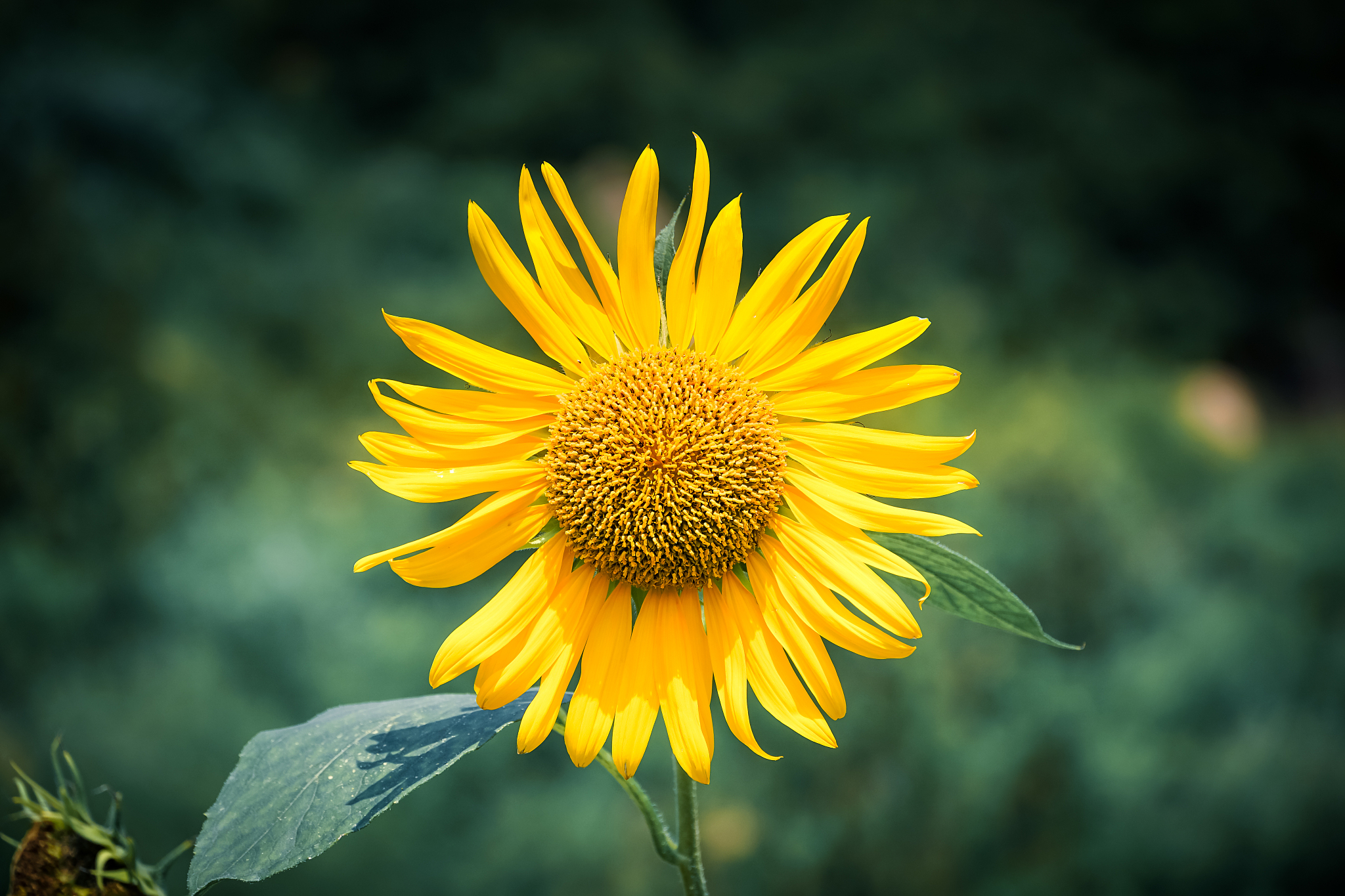 向日葵远程软件在哪下载