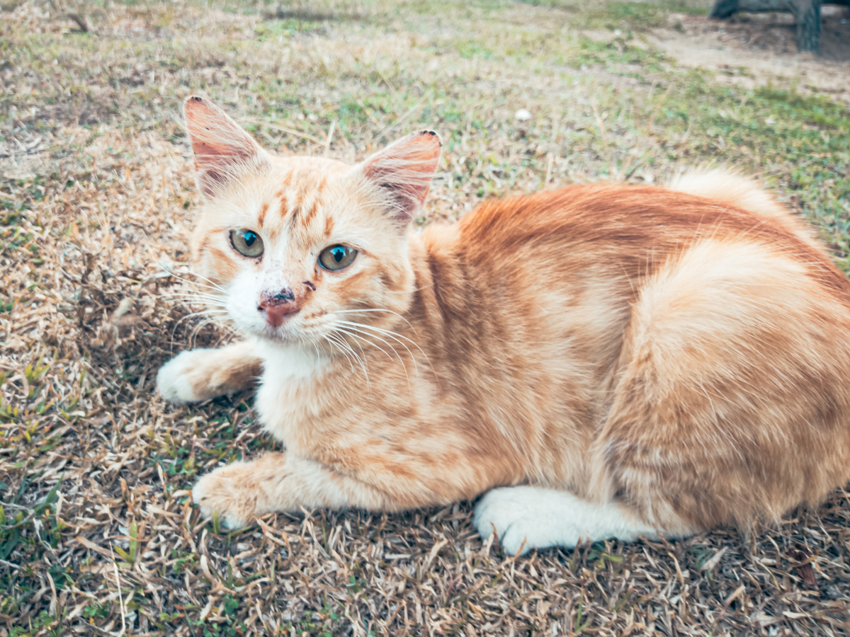 家猫为啥不建议打狂犬疫苗?宠物健康与防护知识大揭秘