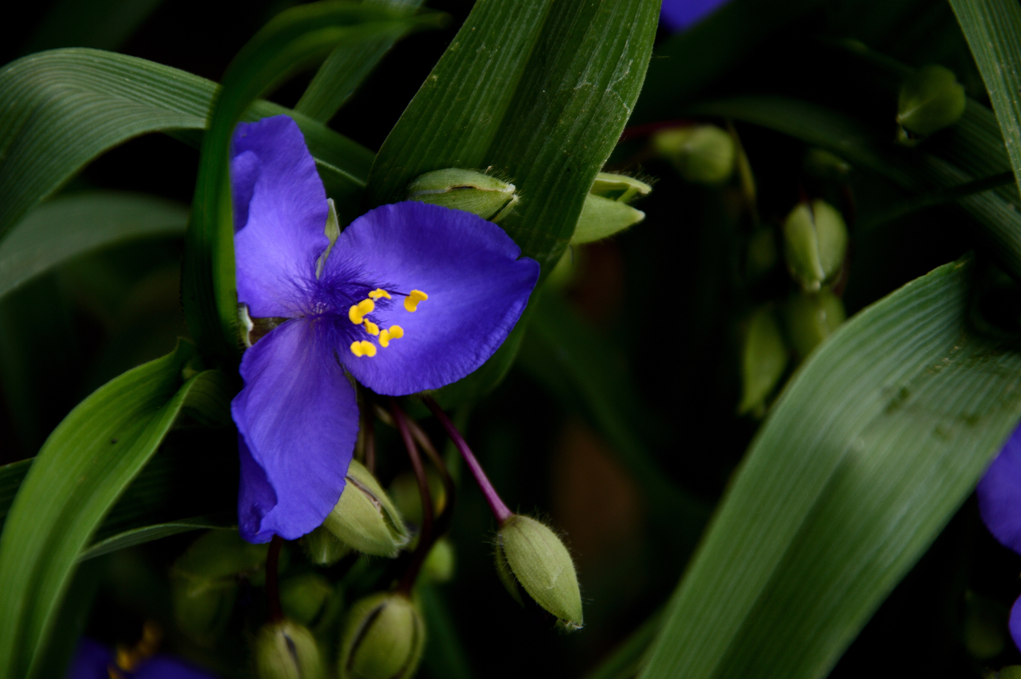 close-up of blue purple flowering plant