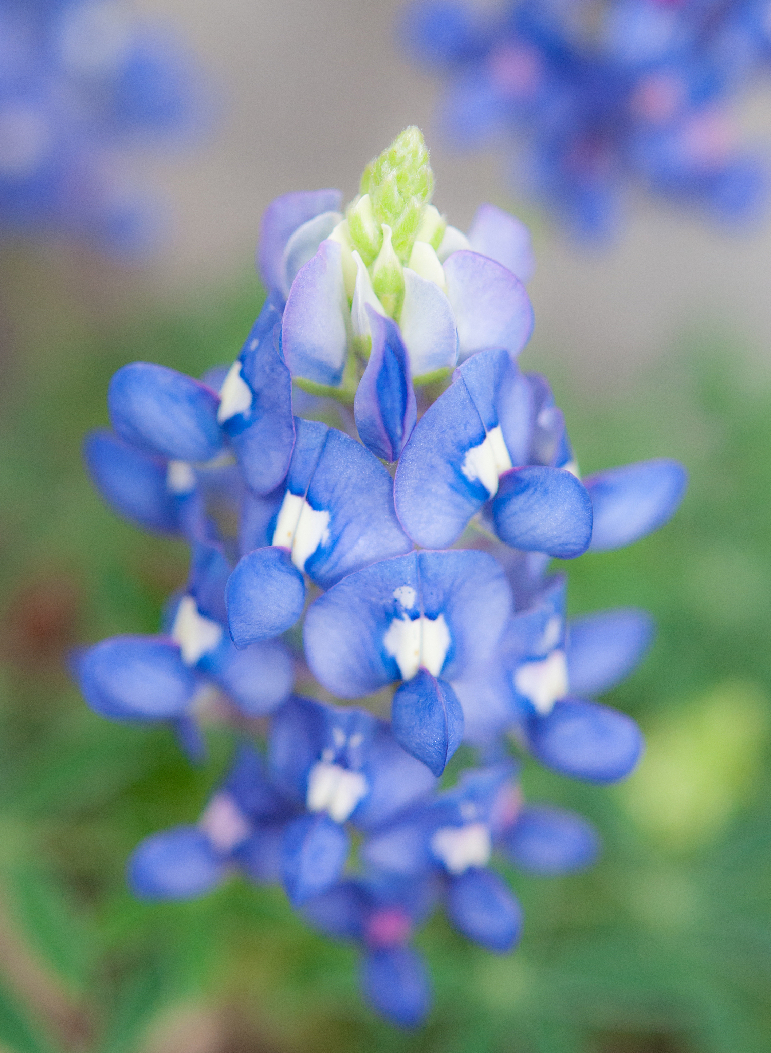 Synergistic Advantages of Prussian Blue and Tungsten Oxide in Electrochromic Devices