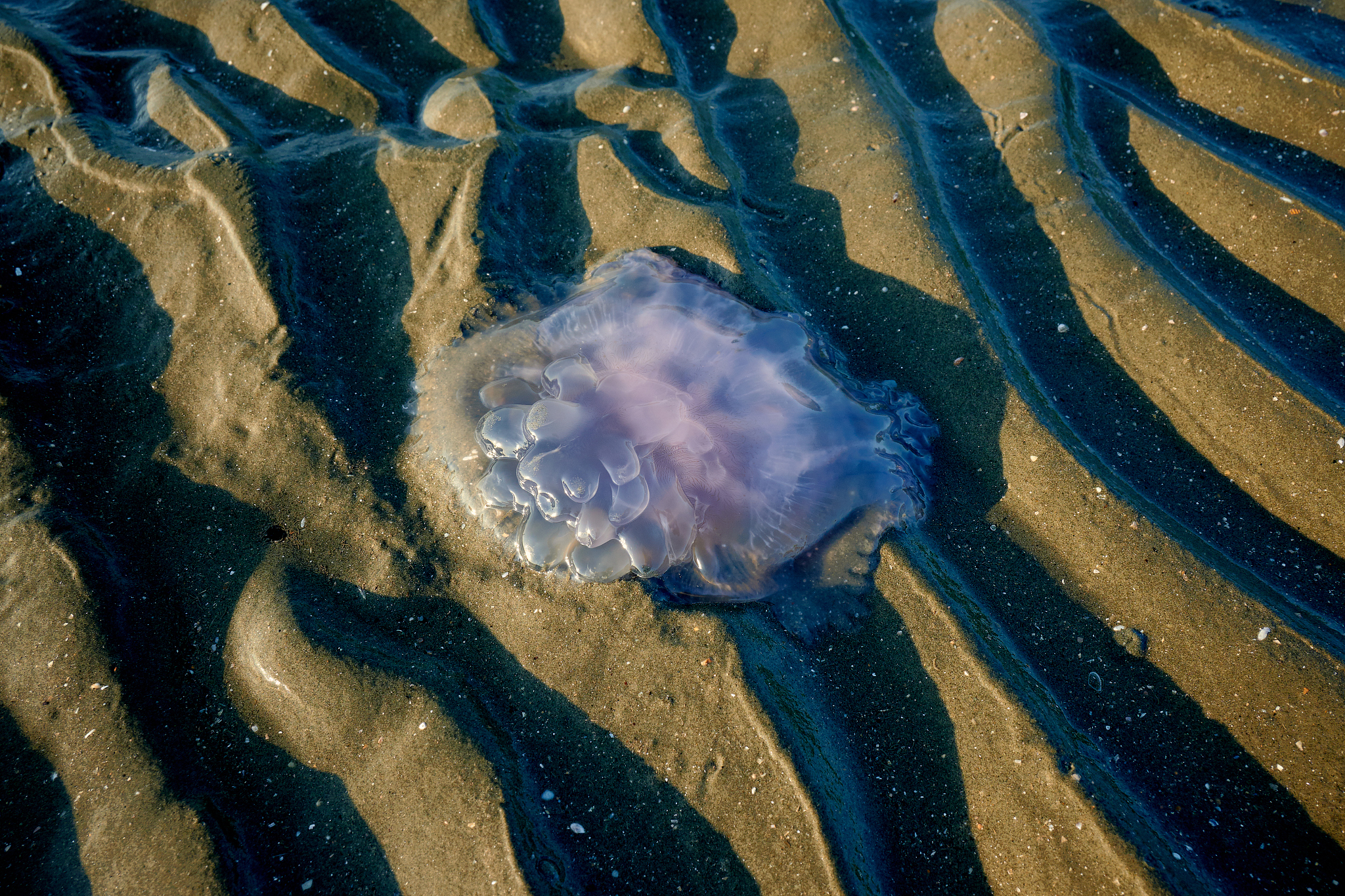 1332854857：小韩的AI助理帮我写关于海洋潮汐的灵感来源