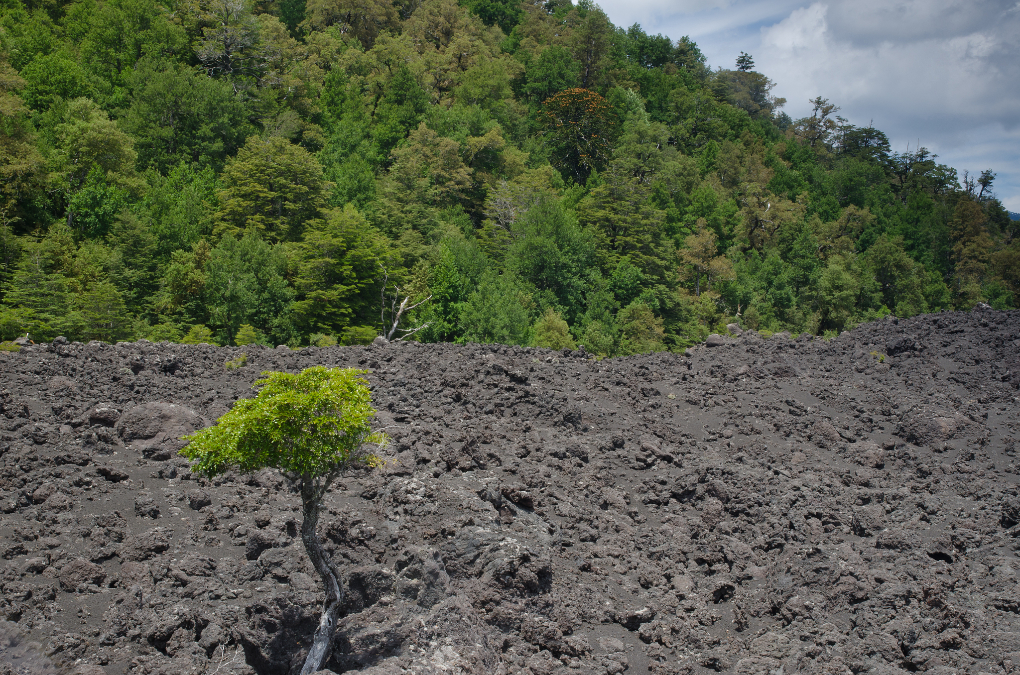 translate to chinese. 	
During operations, Rupa Mine encourages plant growth in the upper reaches of the pits by seeding the upper benches before mining restricts access.