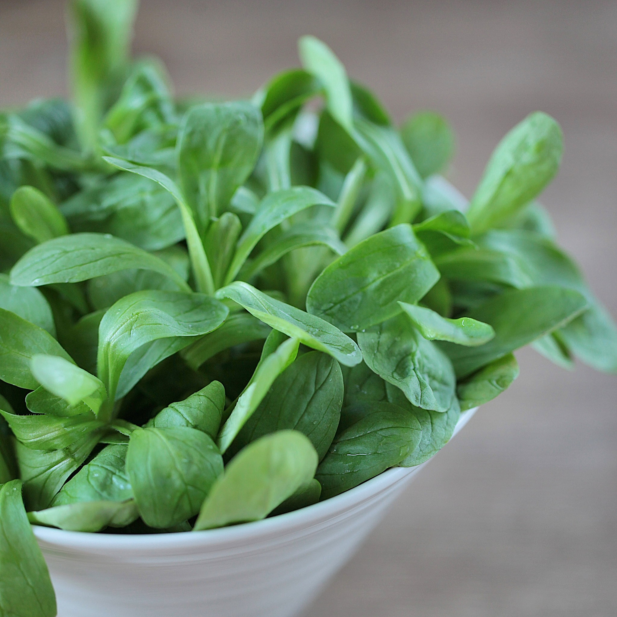 现剪现吃豌豆苗：纯天然绿色，健康美味，带走就能养！