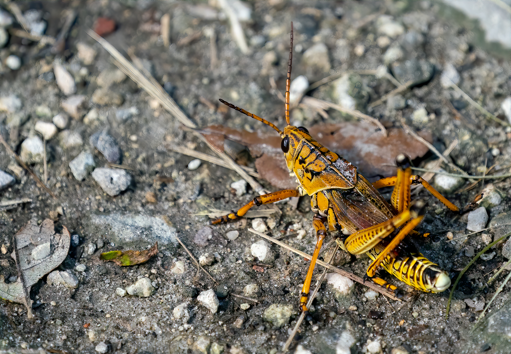 FLORIDA ENTOMOLOGIST 期刊：昆虫学研究的权威之选