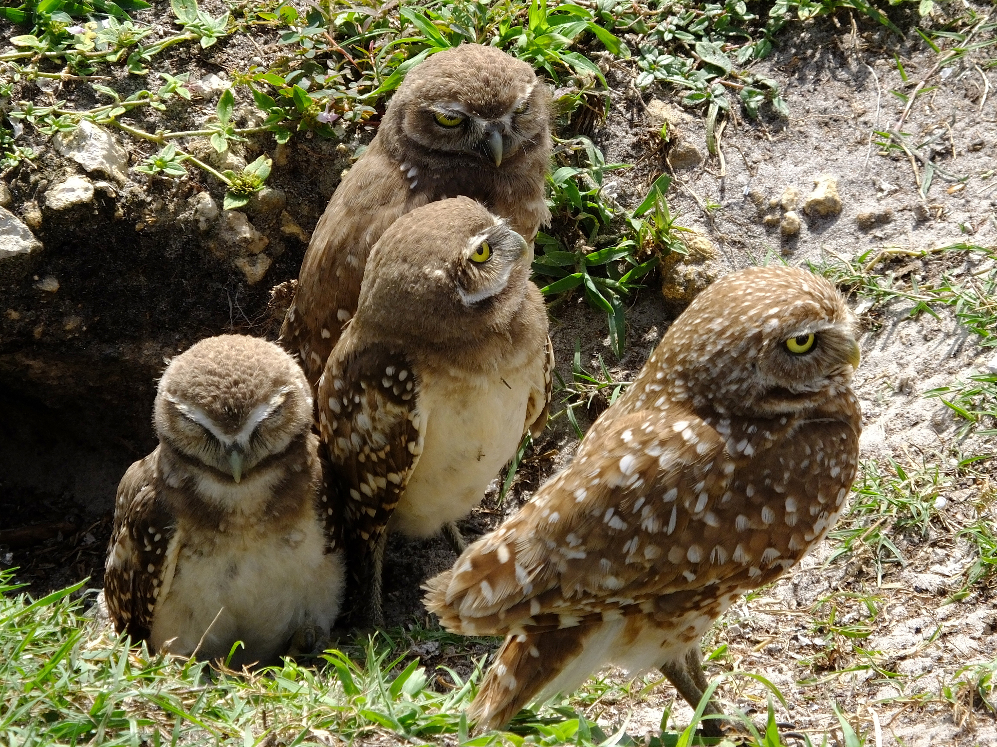 1 填空题 5分 以下程序运行后的输出结果是________________。#includestdiohvoid swapint xint y int t; t=x; x=y; y=t;printfd dnxy; void main int a=23;swap&a0&a1;printfd dn a0a1; 第1空第2空2 填空题 5分下列程序输出后的结果是__________________。#