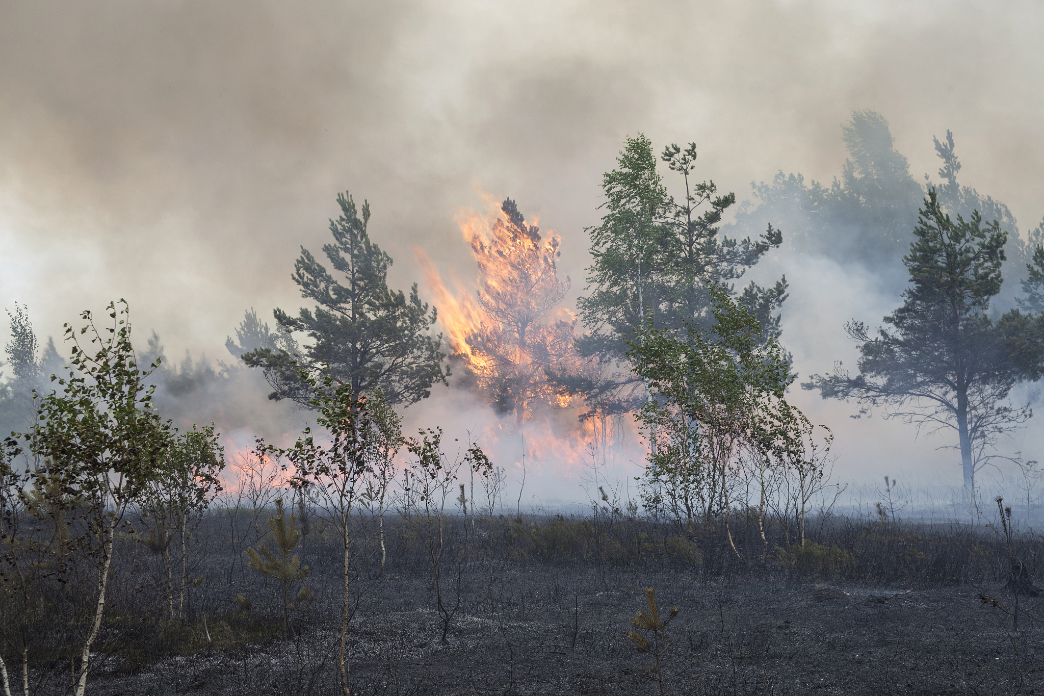 Forest Fires: Causes, Impacts, and Prevention Measures