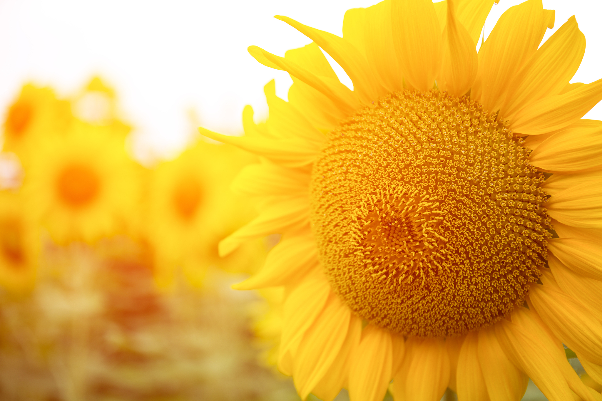 太阳还有50亿年就会死亡那之后向日葵会朝什么地方看呢？