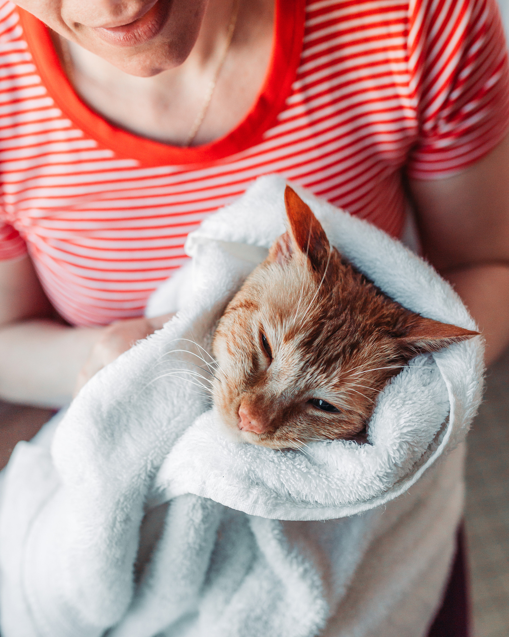 猫咪的毛巾狂热，你的猫咪也这样吗？