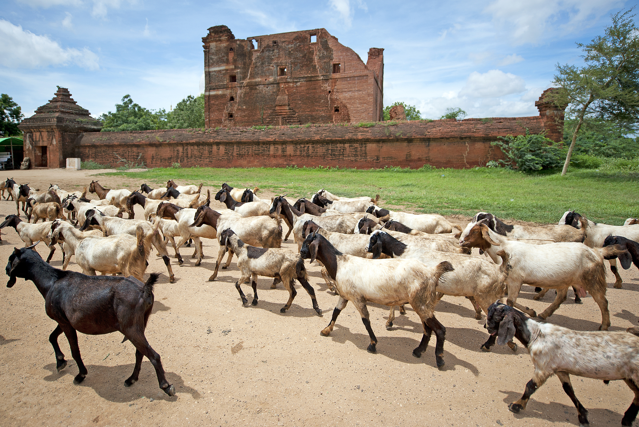 goats and temples, bagan, myanmar