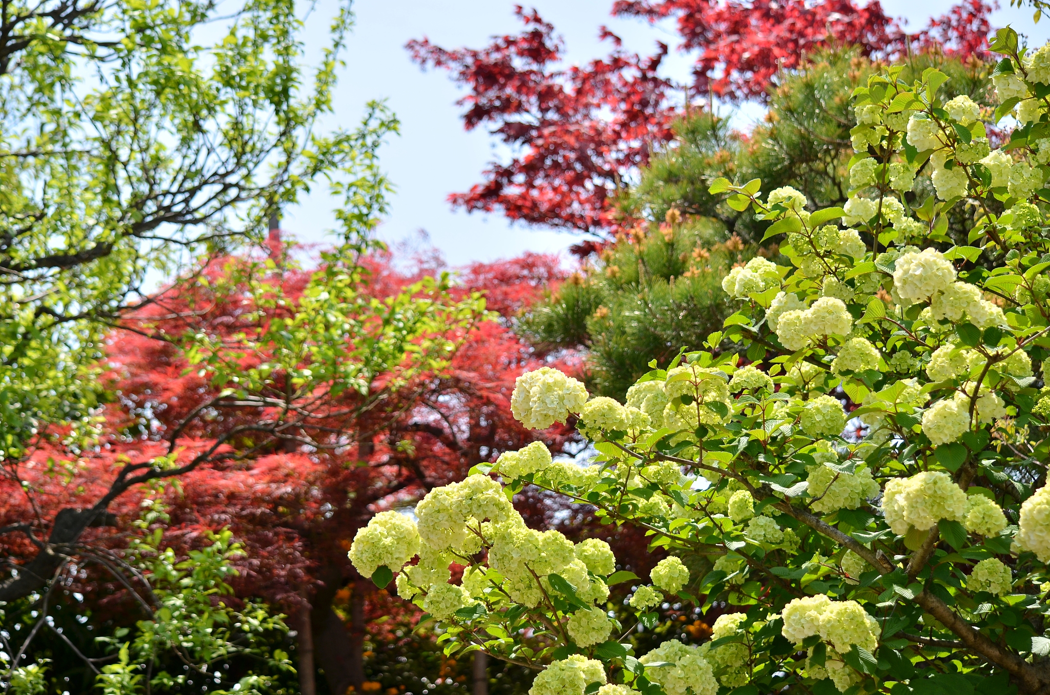 浙江职业大学秋日植物感悟：栾树、桂花与鲜花蝴蝶
