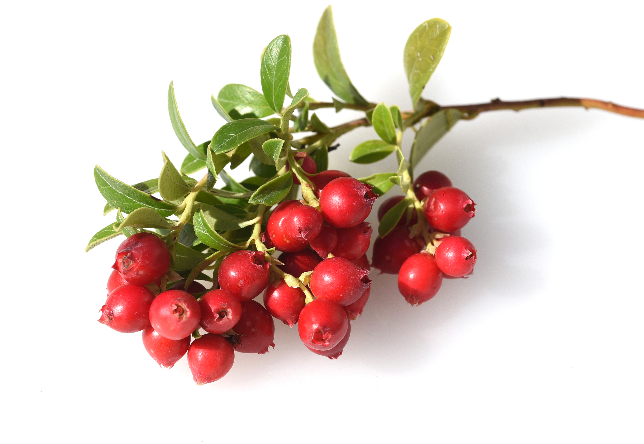 cranberry, vaccinium macrocarpon