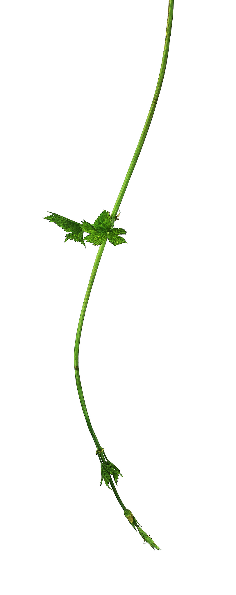 植物生长调节研究：涵盖范围与应用