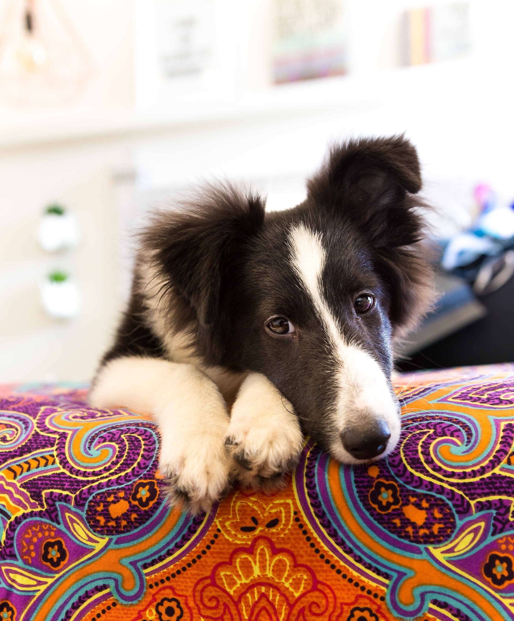 rare shetland sheepdog black an white lying on the bed resting
