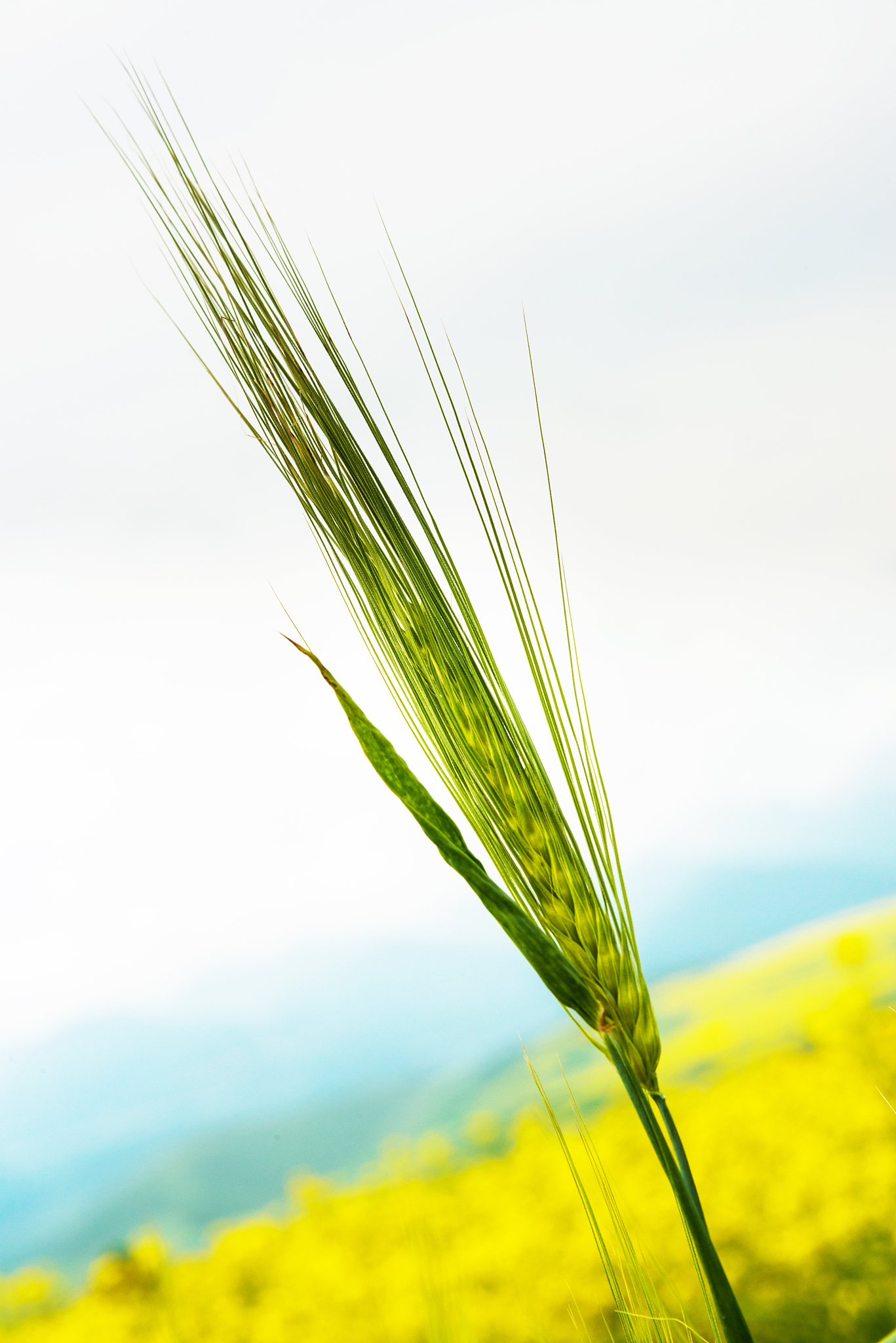 阐述：国家粮食青海青稞和牛羊肉交易中心的潜在进入者的威胁胁很小因为：1准入门槛和资质较好；2需要很强的资源优势；3需要较强的管理能力
