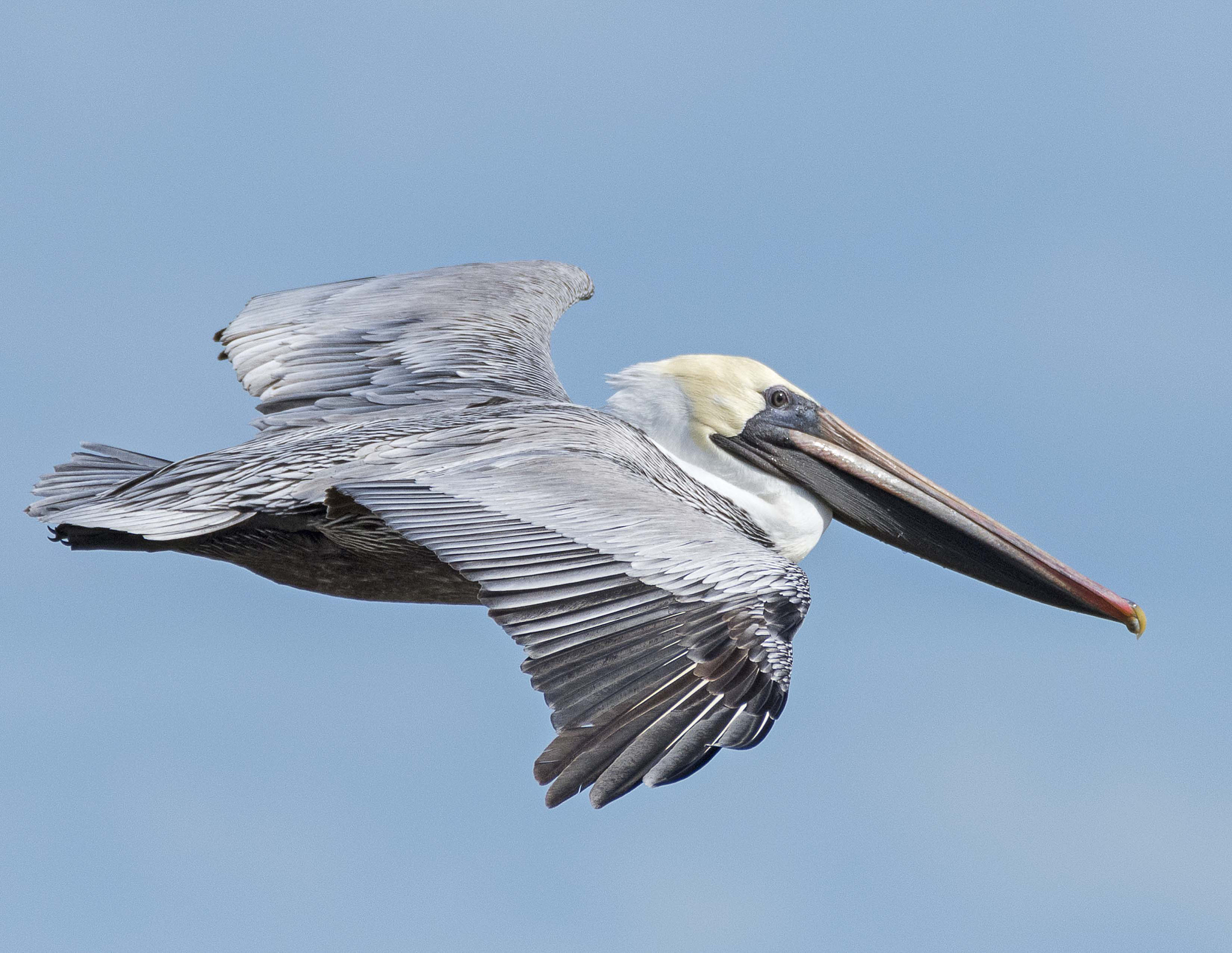 chatgptHello! How may I assist you today鸟儿为什么会飞