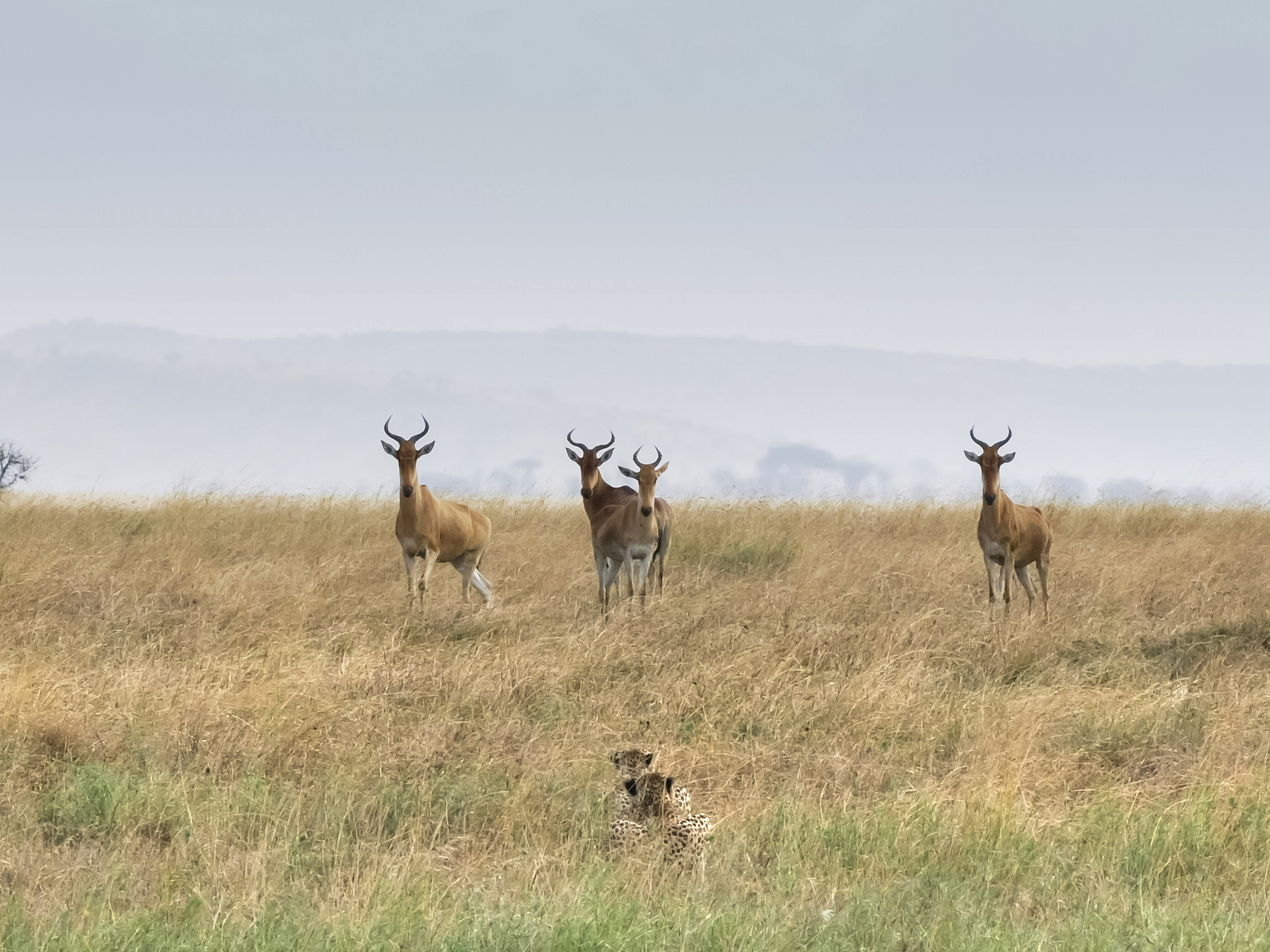 a cheetah pair hunting a hartebeest herd
