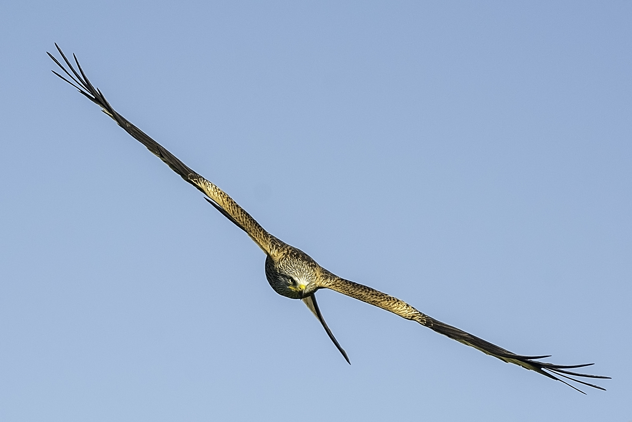 red kite