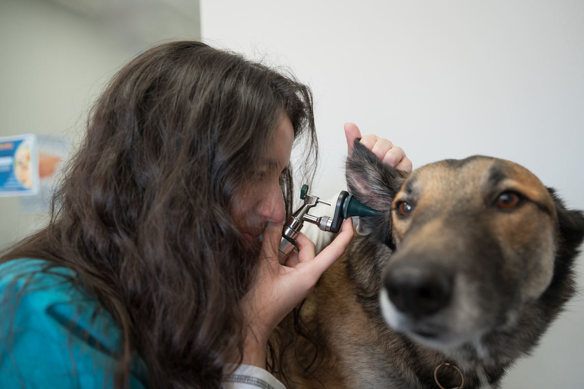 狗狗感冒药吃多了咋办给狗狗吃了人吃的感冒药会怎么样