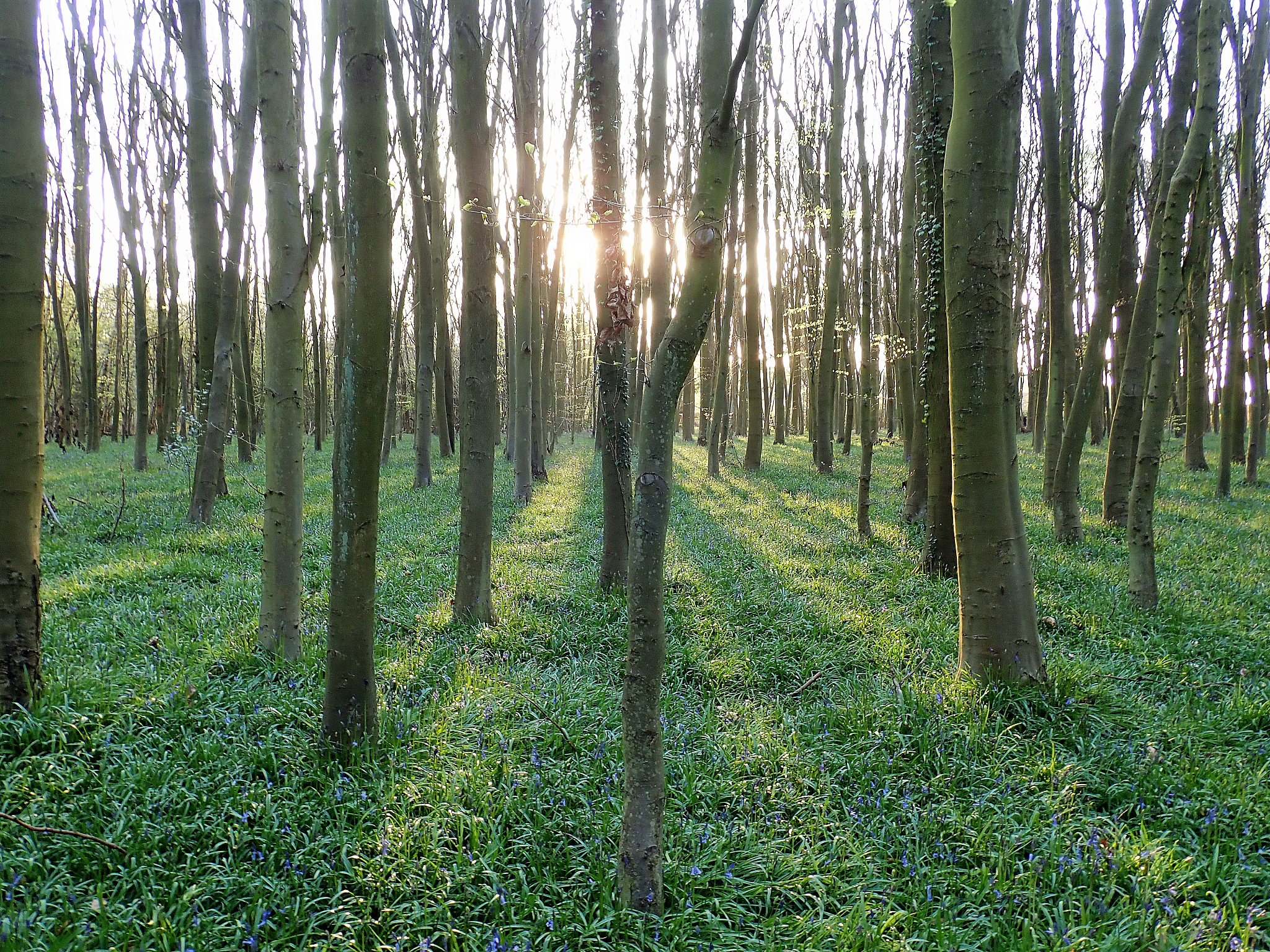 现代林业技术发展前景：就业机会与未来趋势