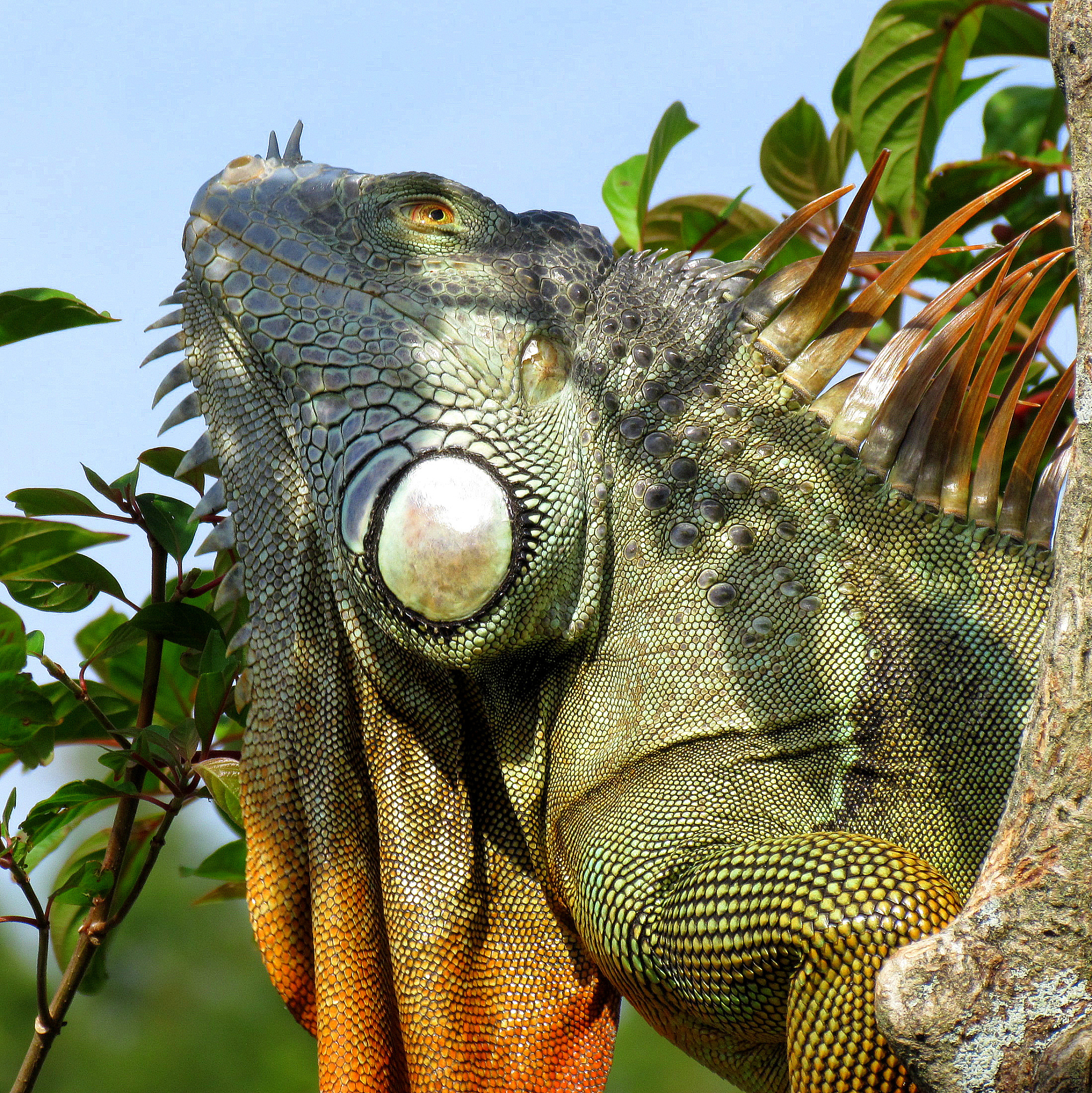 请列出提及非洲爪蟾的人类疾病方面的学术文献。