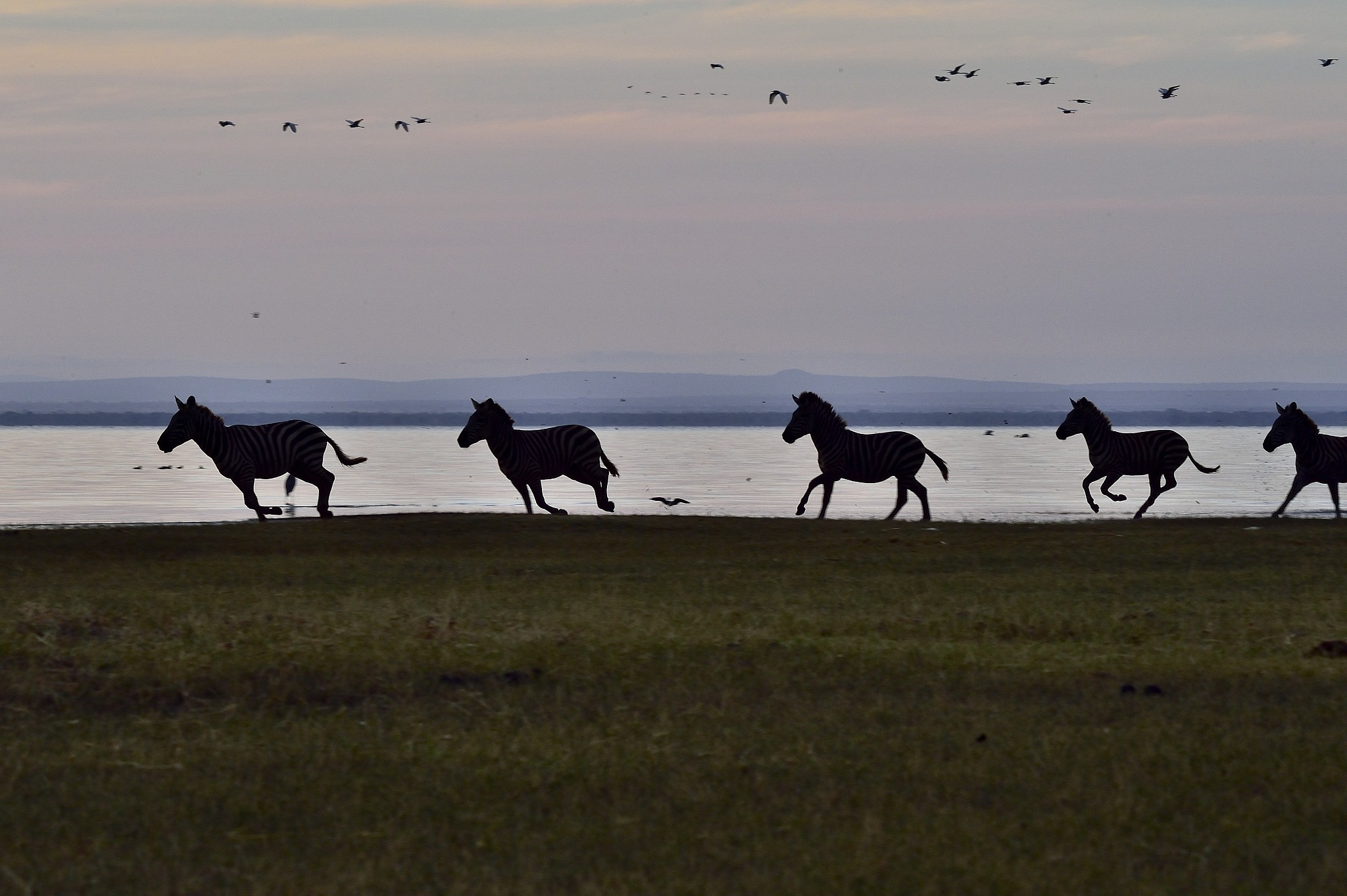 zebras at lake manyara