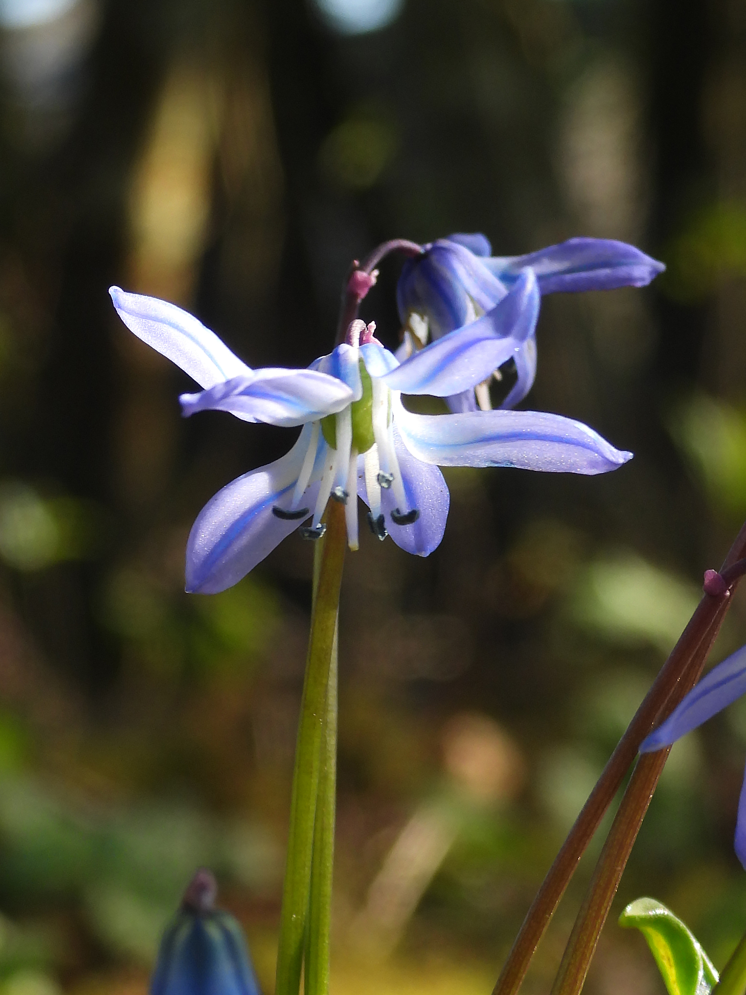 two-leaf scille (scilla bifolia)