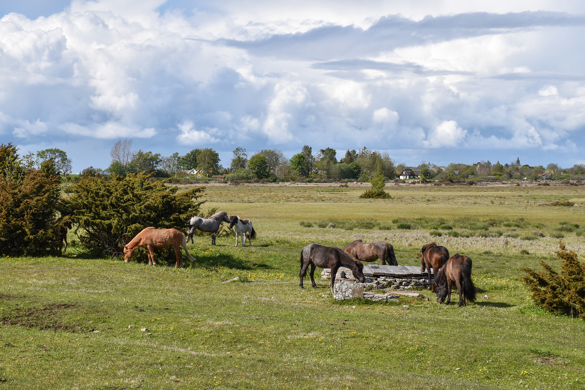 herd with horses grazing in a grassland