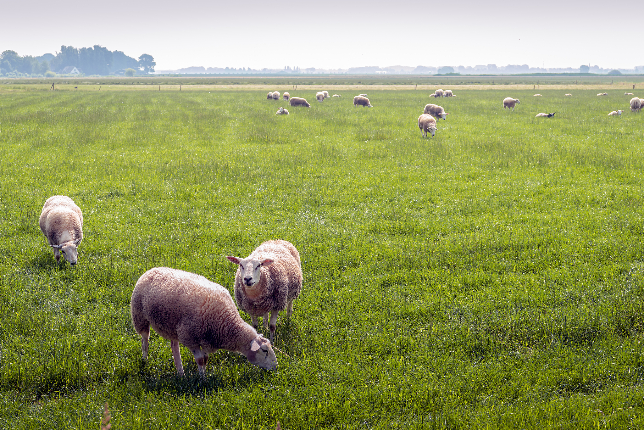 季节畜牧业理论对破解传统草地畜牧业生产困境有何指导意义回答加拓展